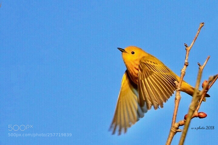 Canon EOS 7D Mark II sample photo. American yellow warbler photography
