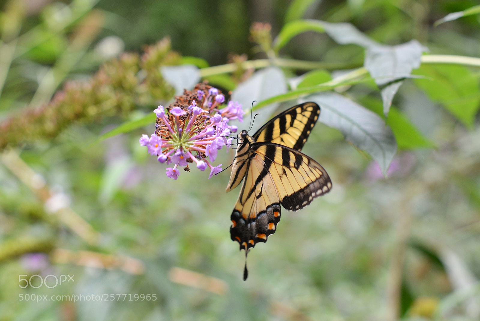 Nikon D600 sample photo. Monarch butterfly photography