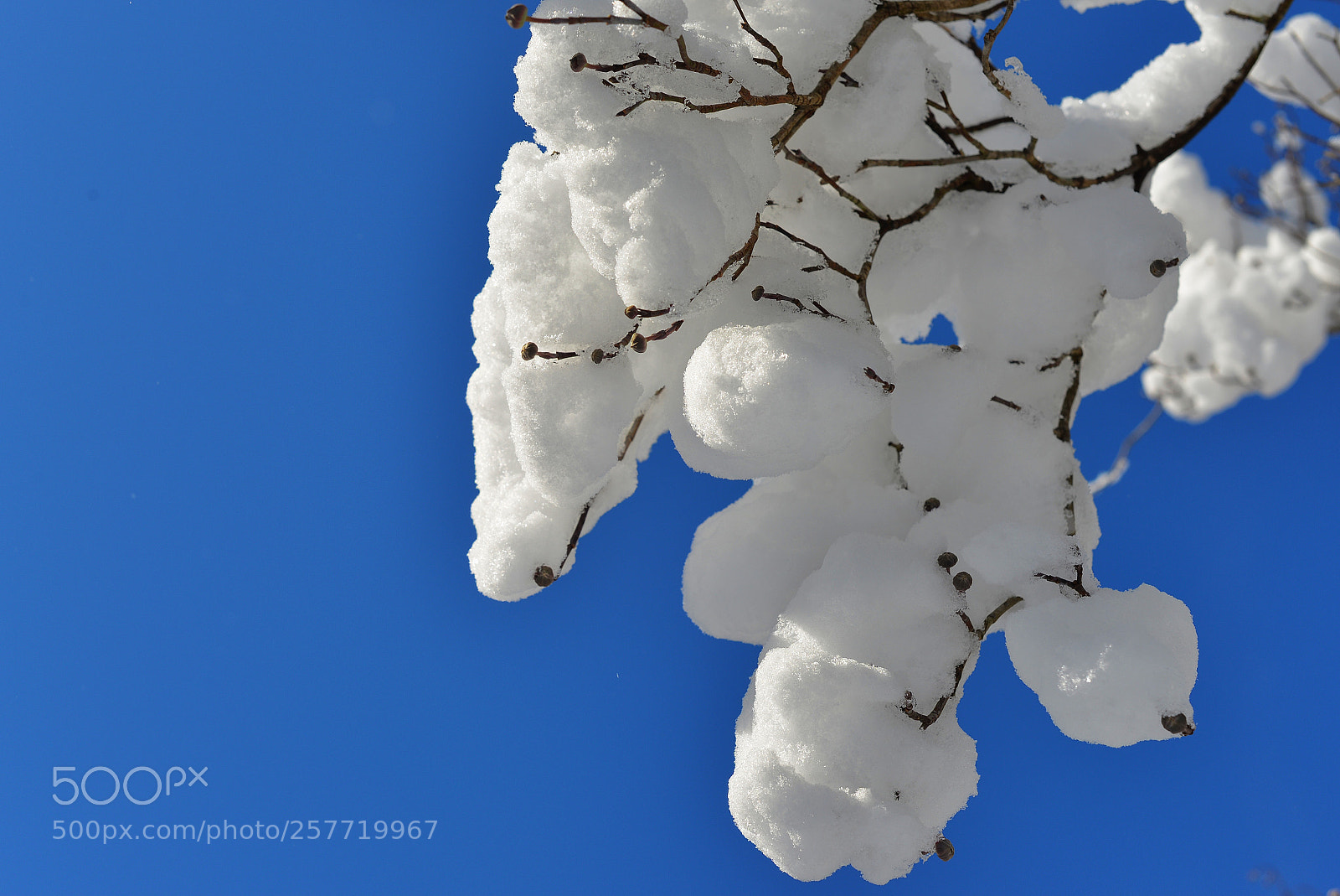 Nikon D600 sample photo. Fluffy snow photography