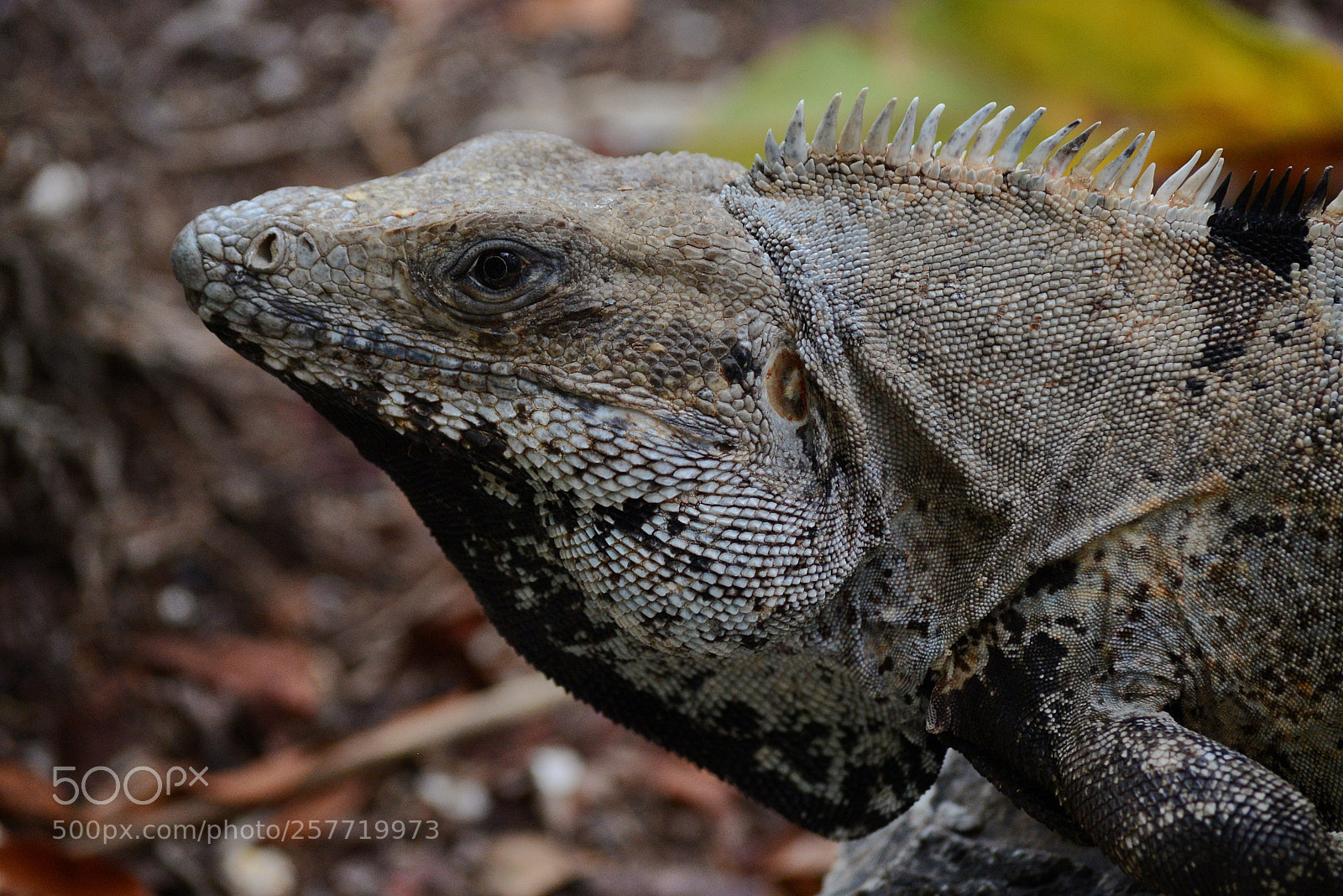 Nikon D600 sample photo. Iguana, mexico photography
