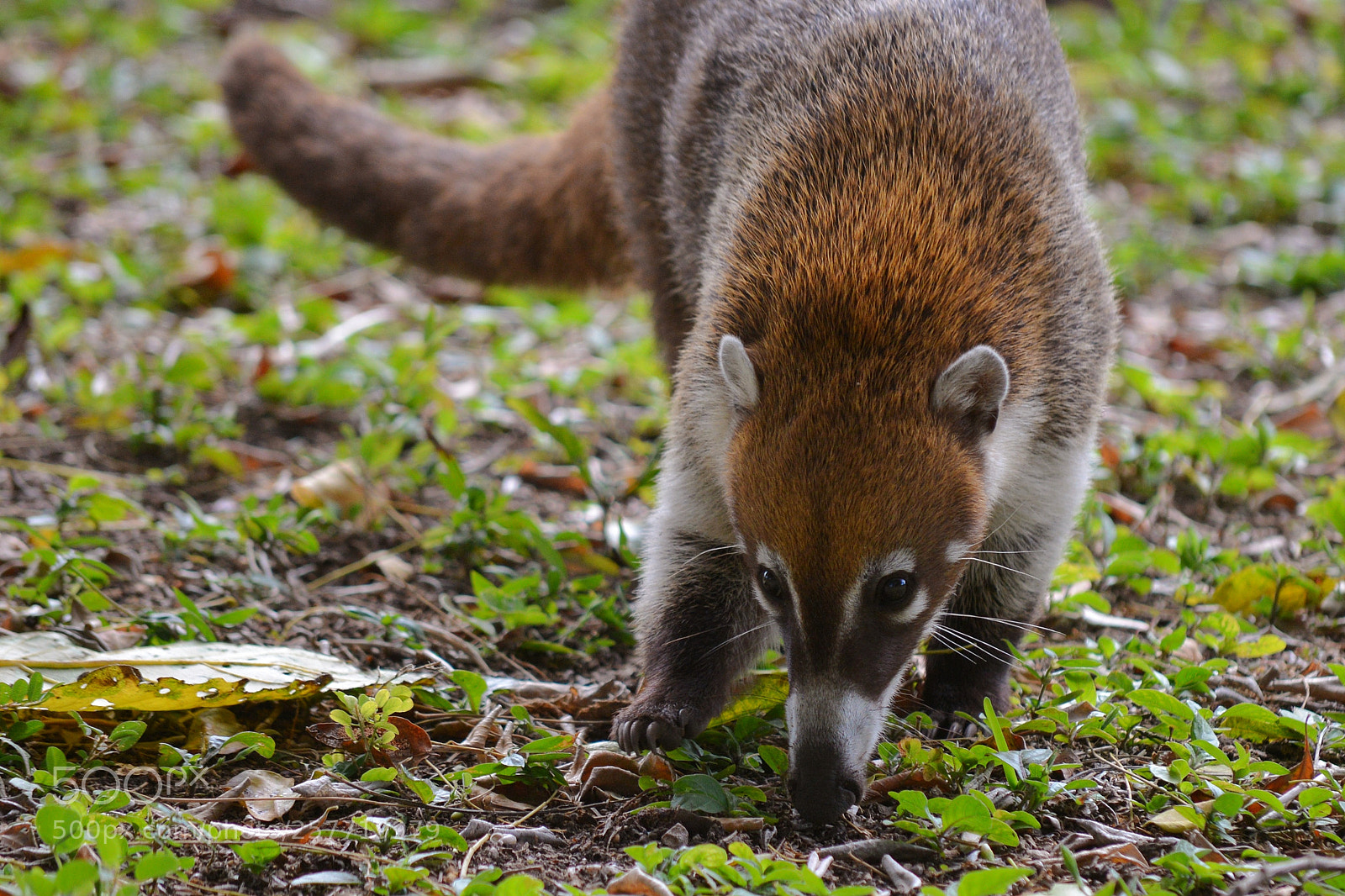 Nikon D600 sample photo. Coati, mexico photography