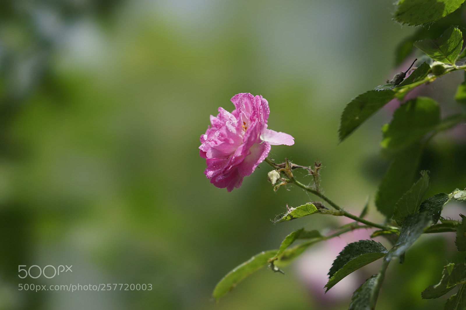 Sony a7 II sample photo. 孤獨的薔薇 photography