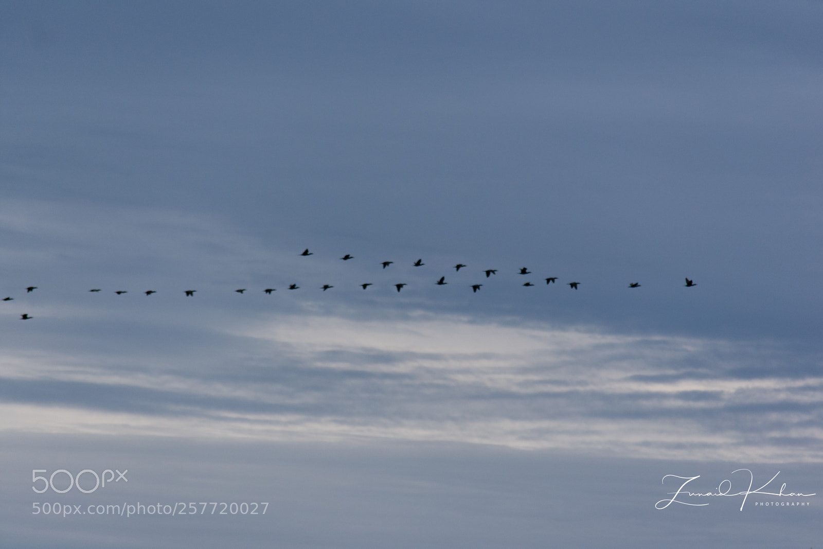 Nikon D3400 sample photo. Cormorant formation  photography
