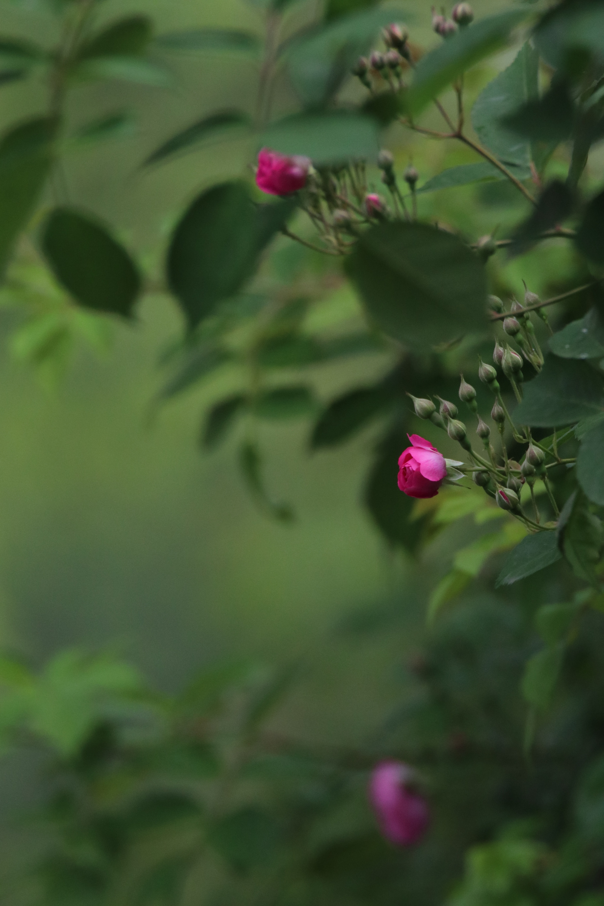 Tamron SP 150-600mm F5-6.3 Di VC USD sample photo. 清闻smell photography