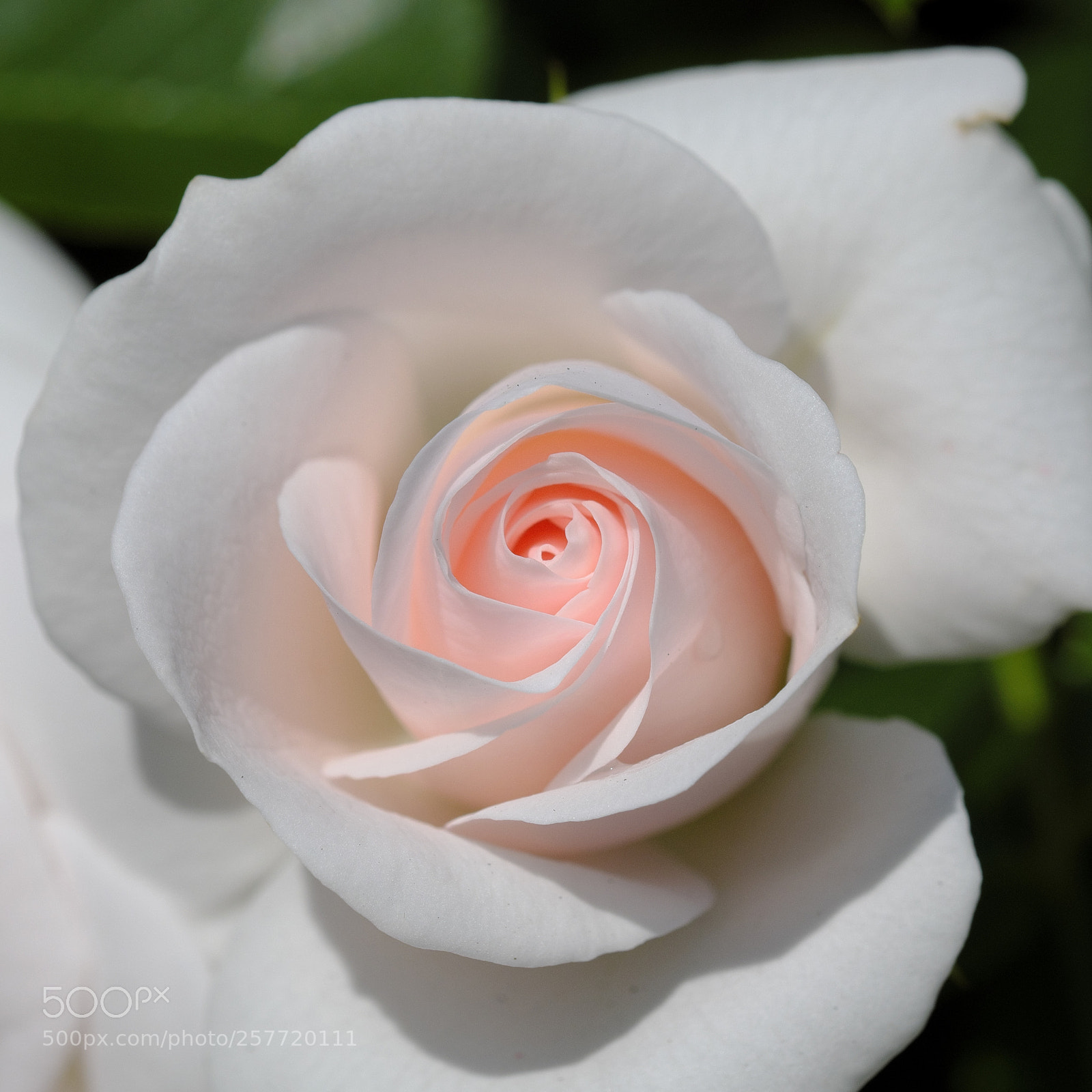 Fujifilm X-T2 sample photo. Pink whirl photography