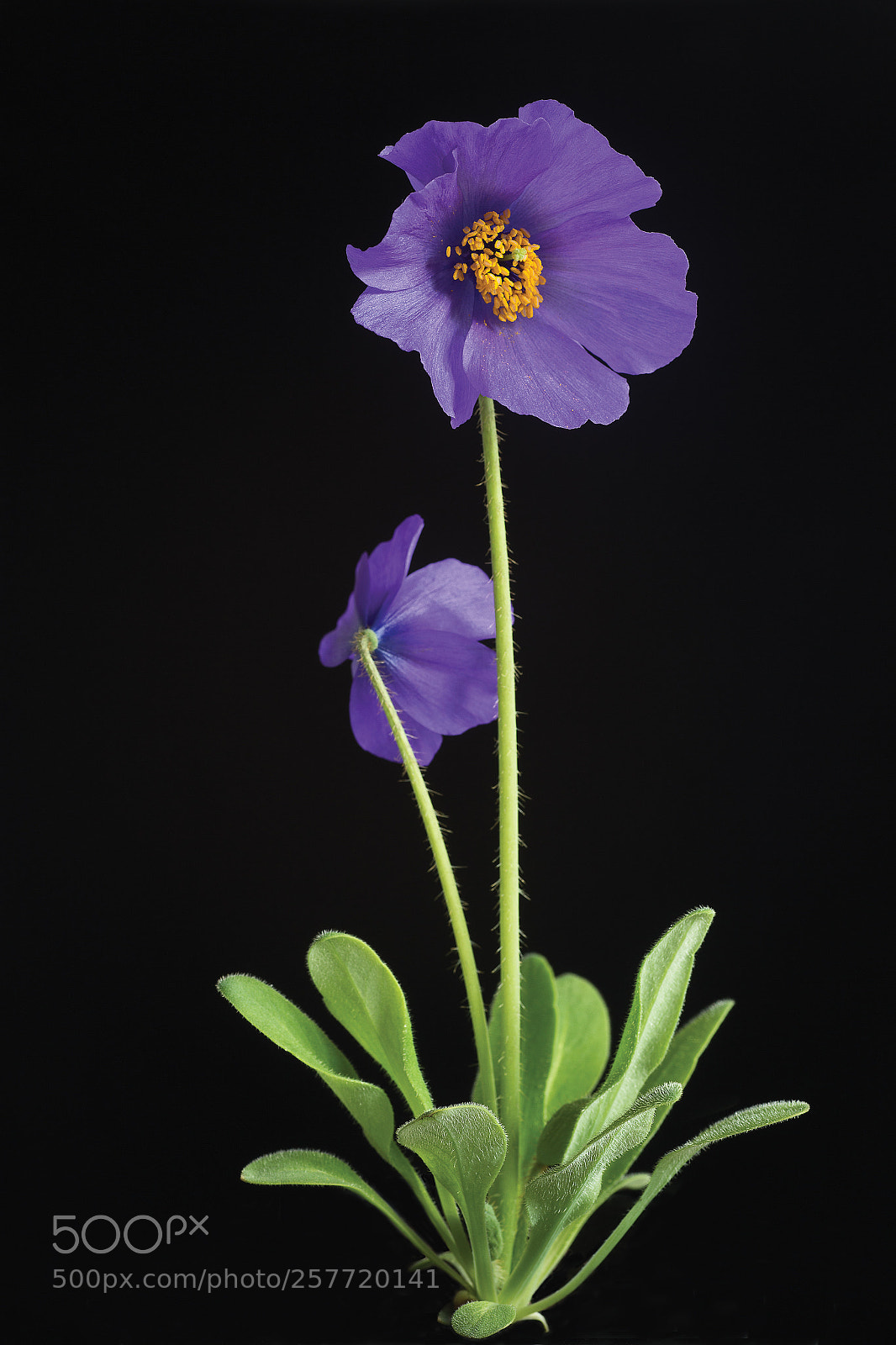 Canon EOS 6D sample photo. Blue meconopsis poppy photography