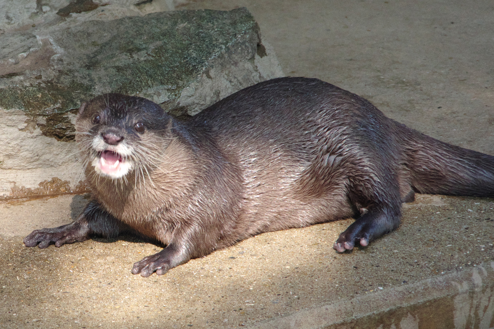 Pentax K-70 sample photo. Oriental short-clawed otter photography