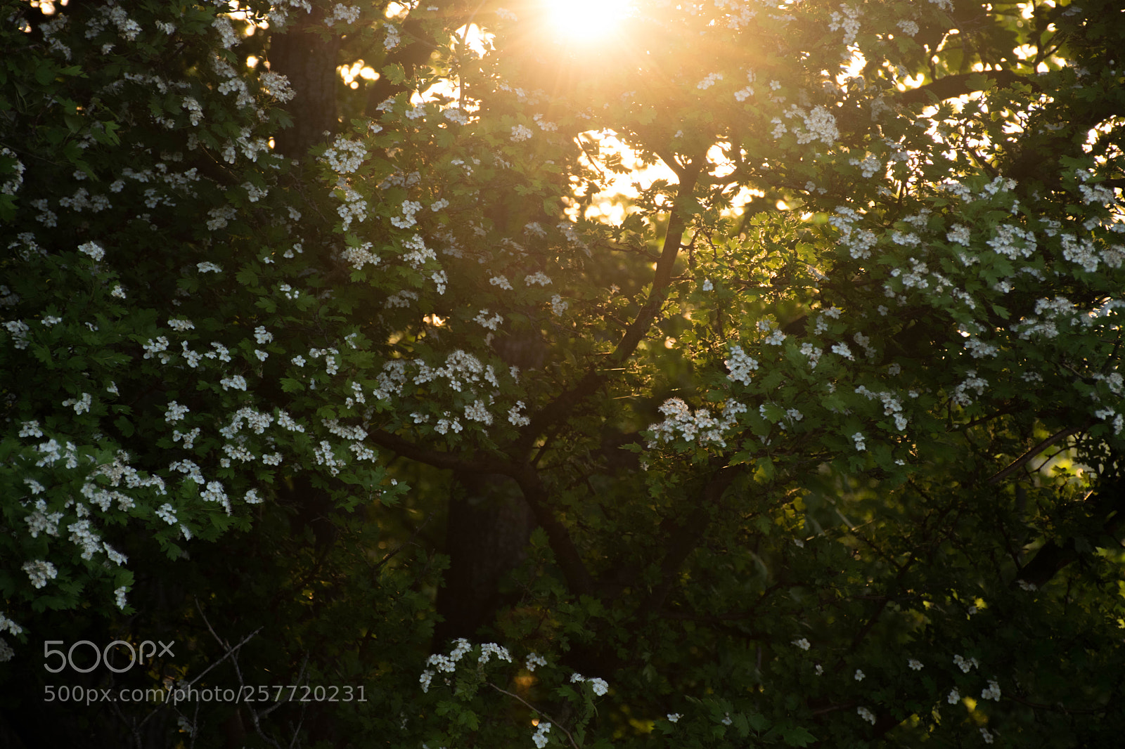 Nikon D5300 sample photo. Miracle photography
