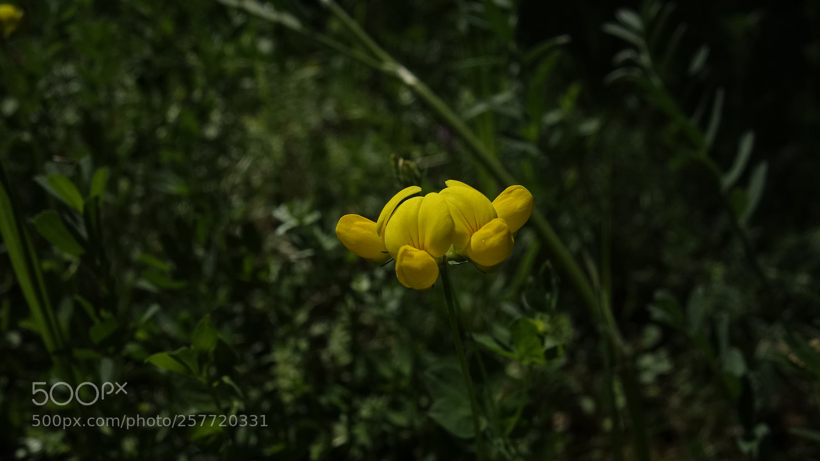 Sony Cyber-shot DSC-RX100 sample photo. Yellow photography