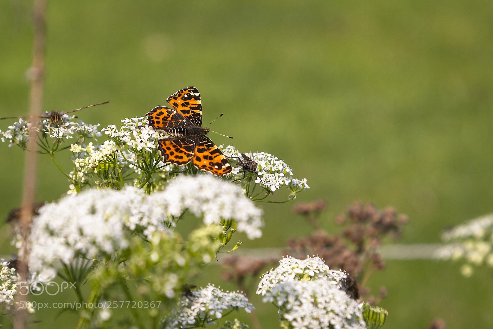 Canon EOS-1D Mark IV sample photo. Aglais urticae --- kleiner photography