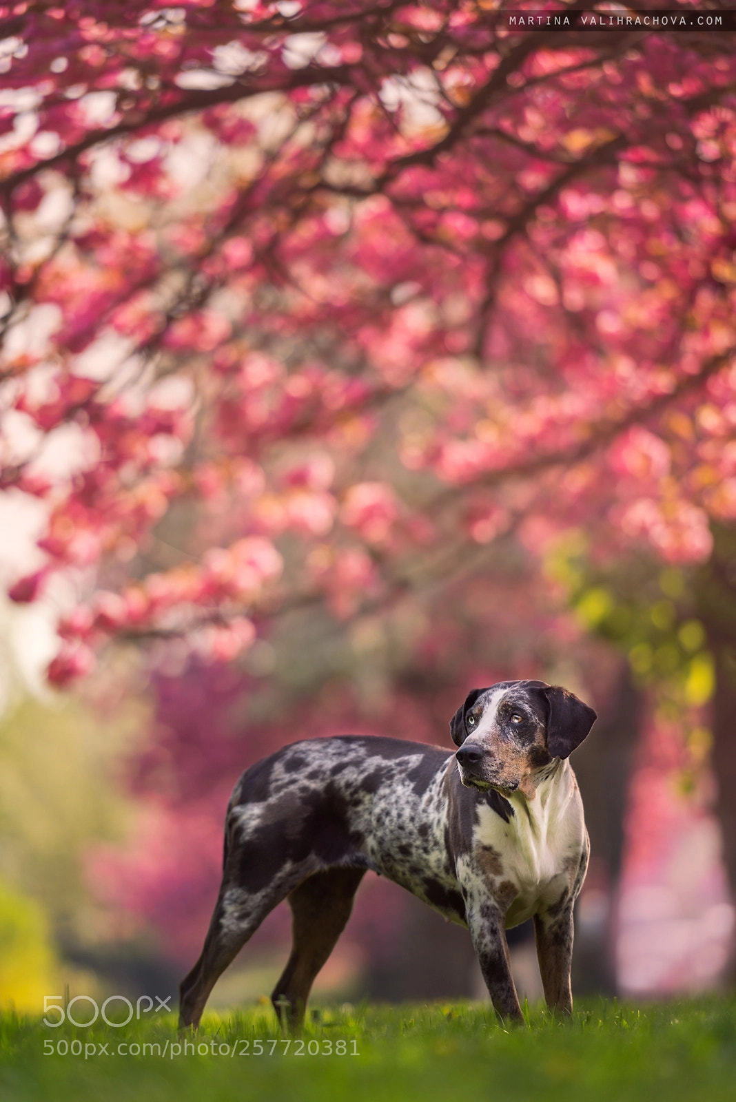 Nikon D750 sample photo. Spring catahoula photography