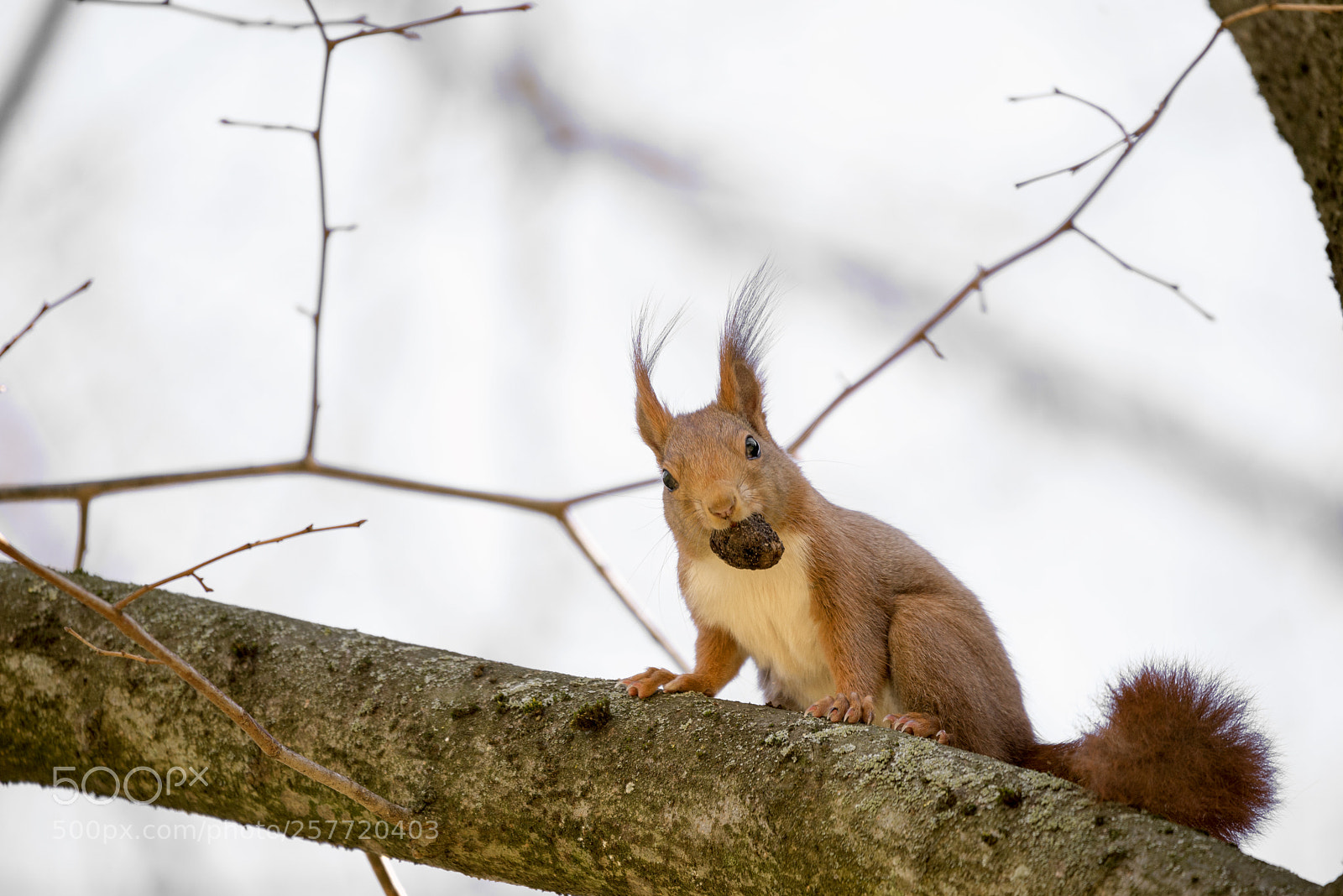 Nikon D610 sample photo. Red squirrel photography