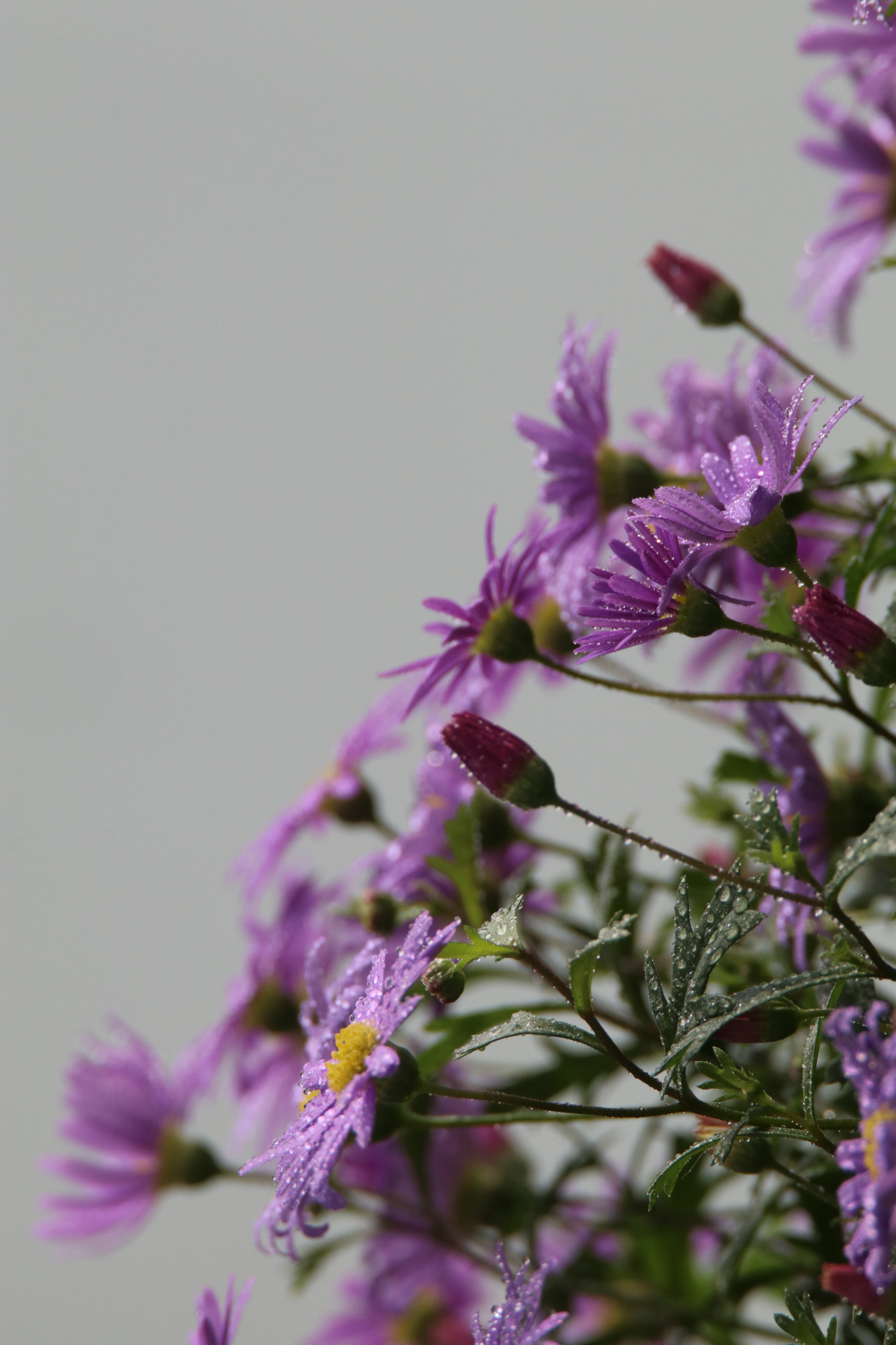 Tamron SP 150-600mm F5-6.3 Di VC USD sample photo. 追光者a flower chasing light photography