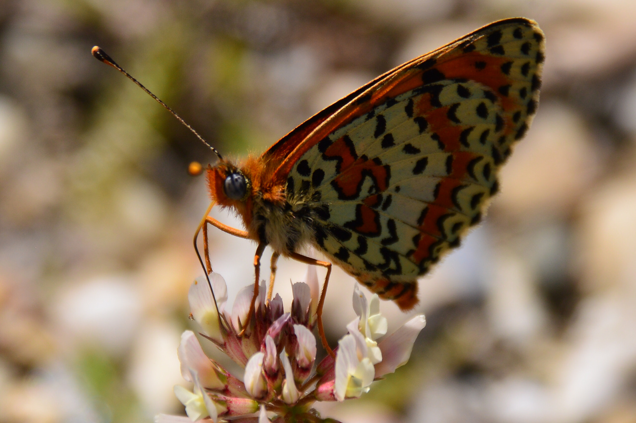 Nikon D3200 + Sigma 18-250mm F3.5-6.3 DC Macro OS HSM sample photo. Resting fritillary photography