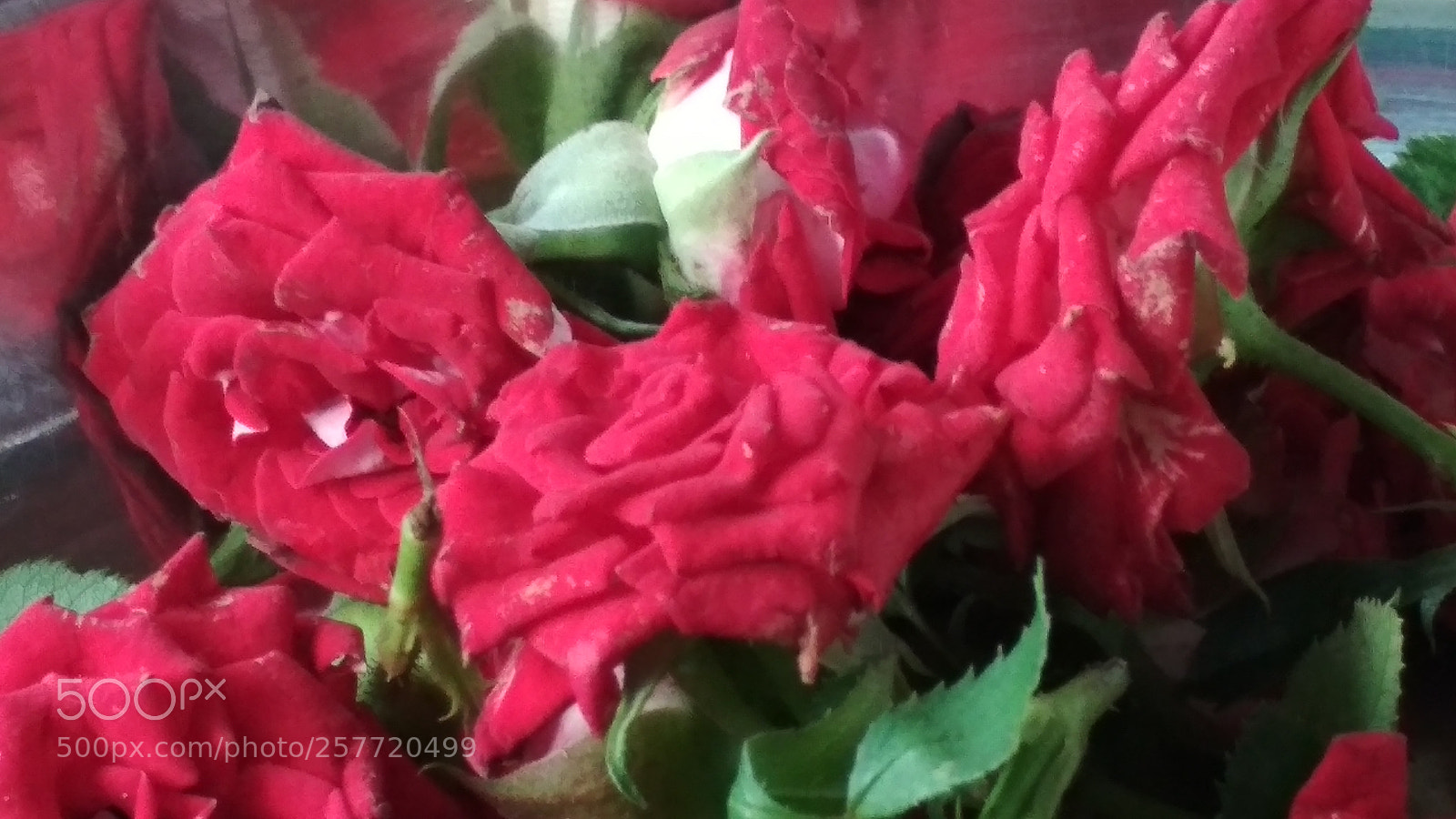 Xiaomi Redmi 4 Pro sample photo. Untitled photography
