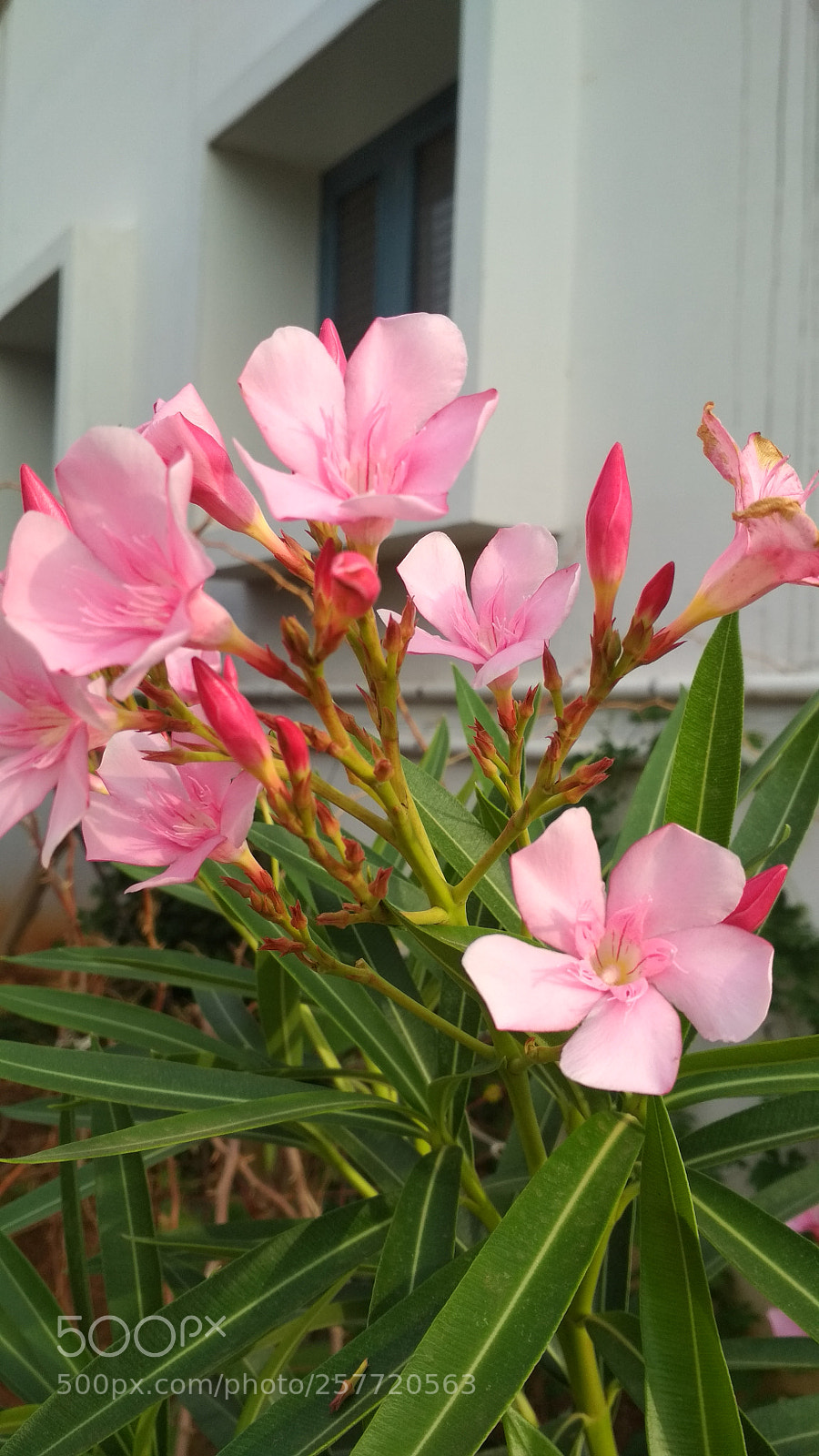 Xiaomi Redmi 4 Pro sample photo. Untitled photography