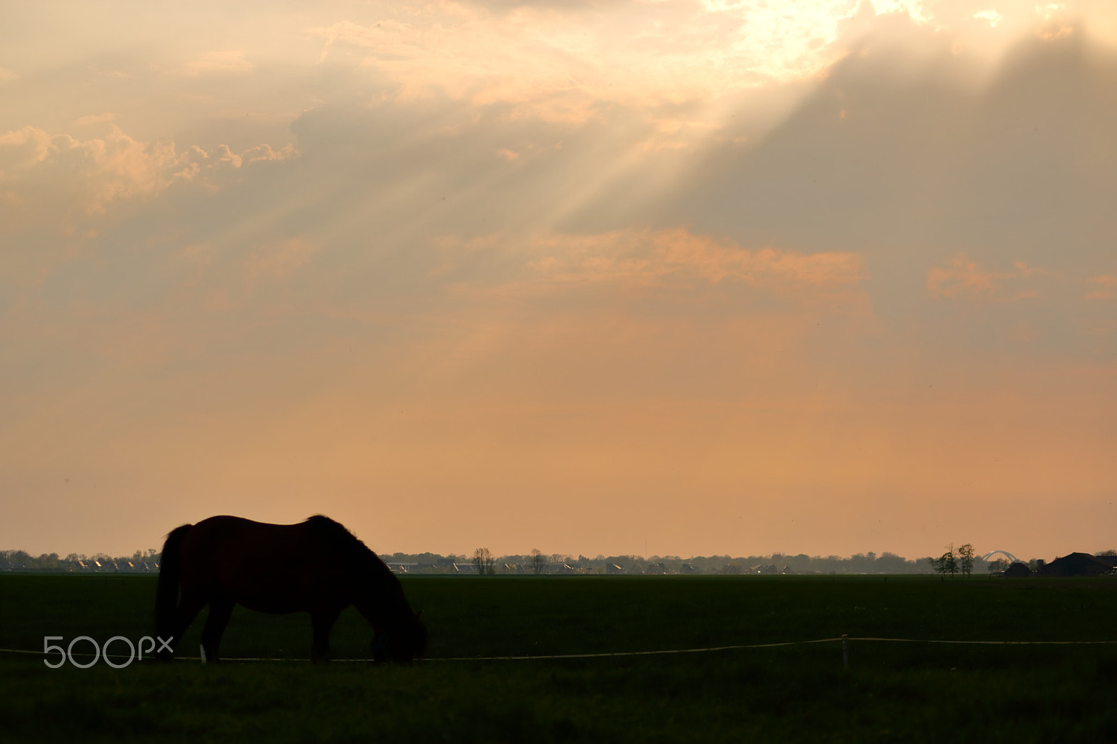 Canon EF-S 55-250mm F4-5.6 IS II sample photo. The dusk horse photography