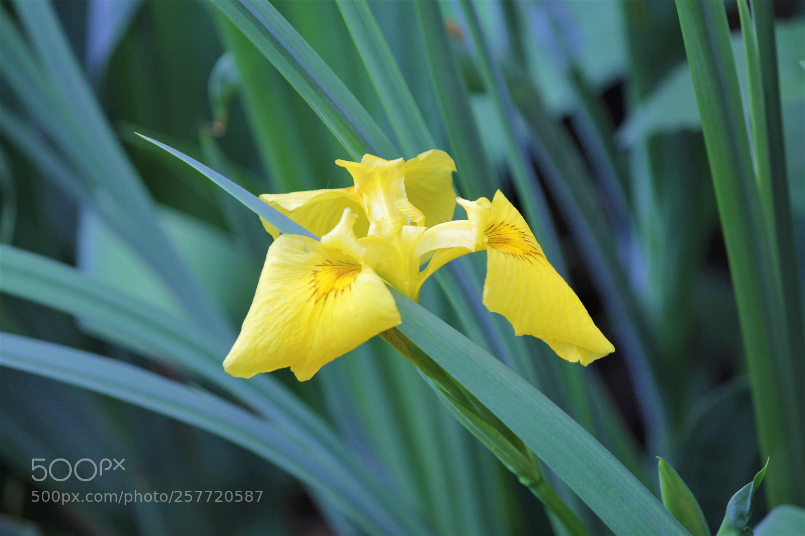 Canon EOS 1100D (EOS Rebel T3 / EOS Kiss X50) sample photo. Wild and free photography