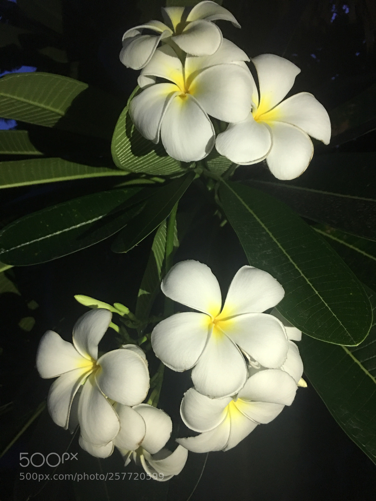 Apple iPhone 6s Plus sample photo. Untitled photography
