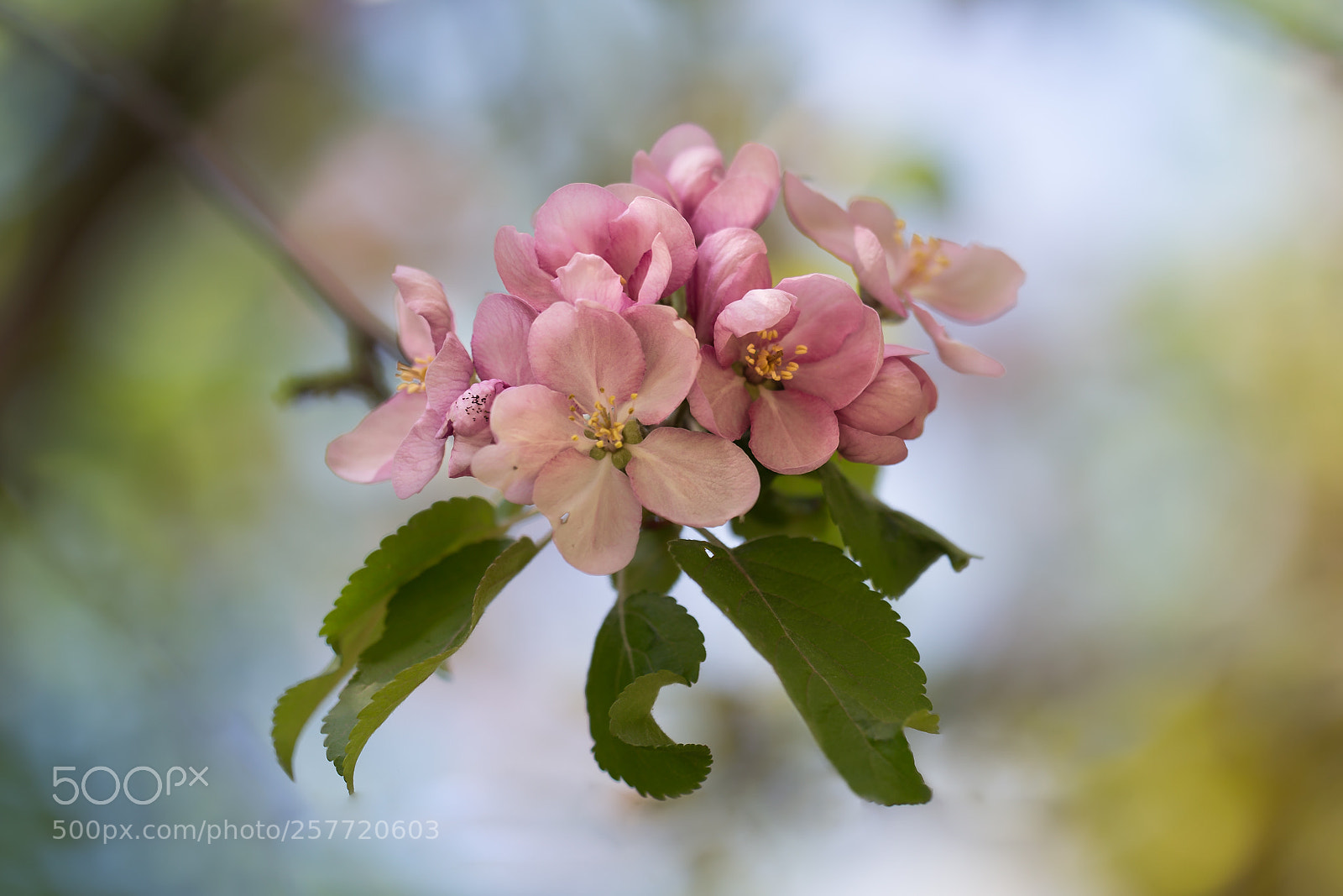 Canon EOS 6D sample photo. Pink apple blossom photography