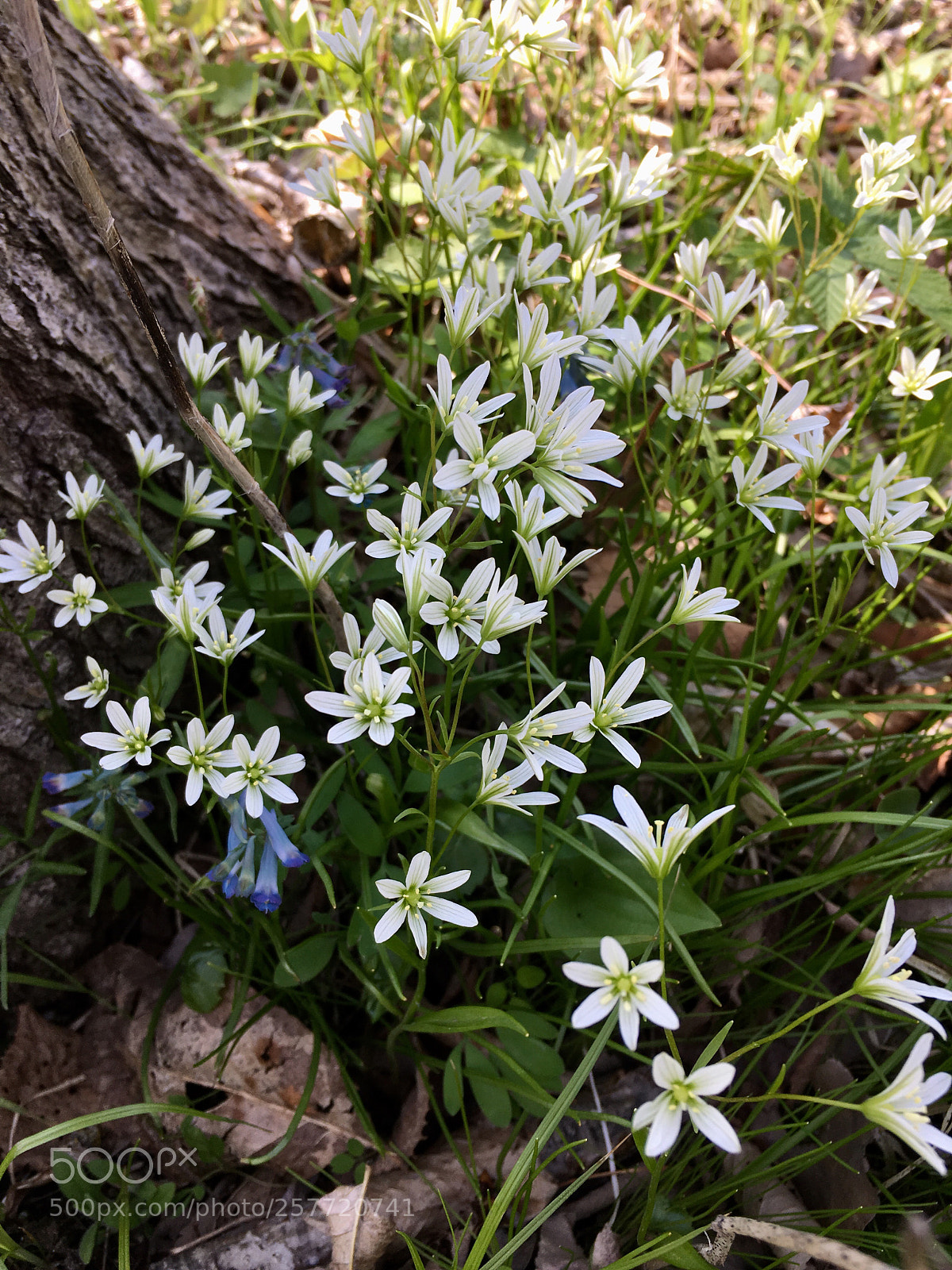 Apple iPhone 6s sample photo. Very small flowers photography