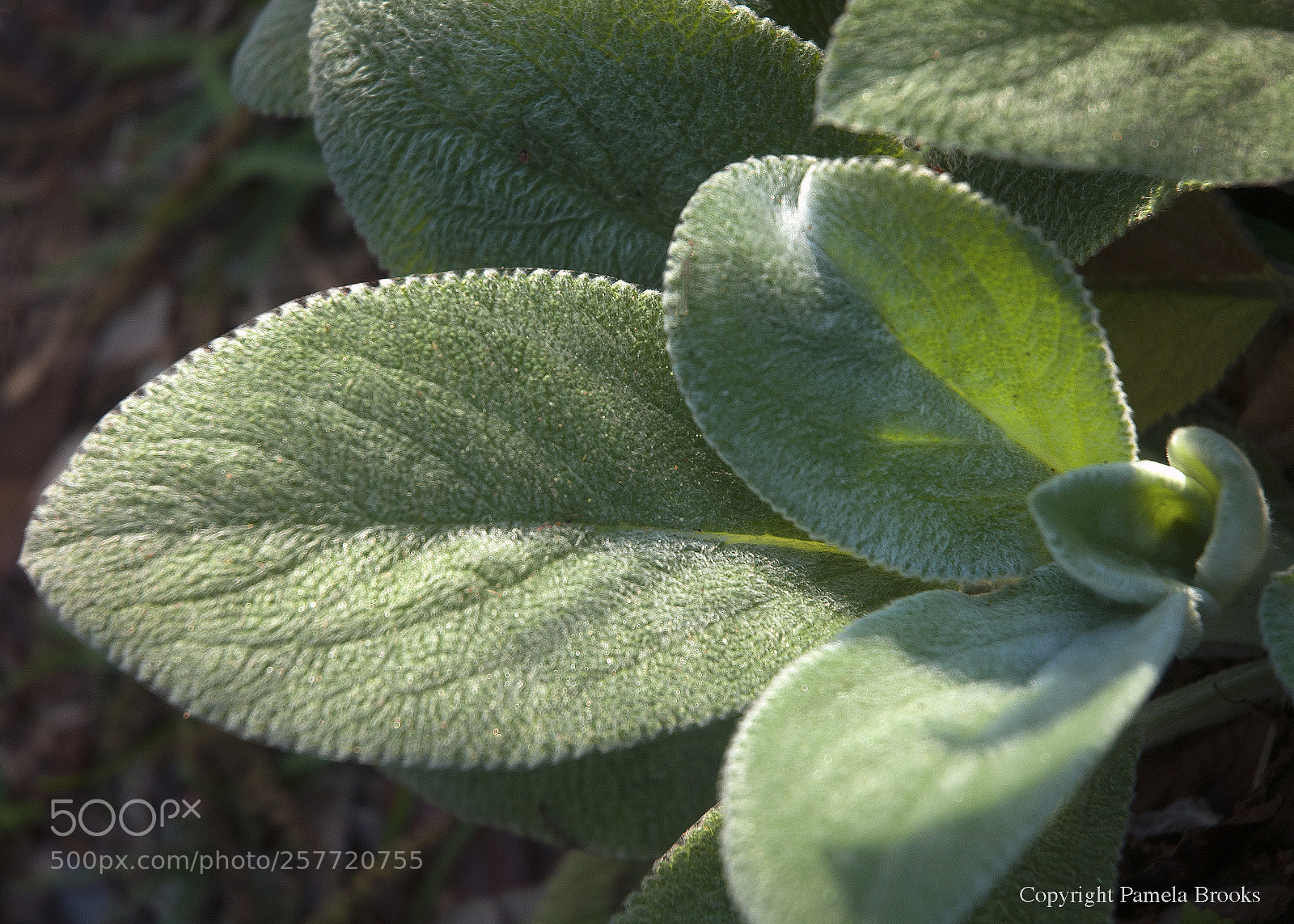 Nikon D90 sample photo. Lamb's ear photography