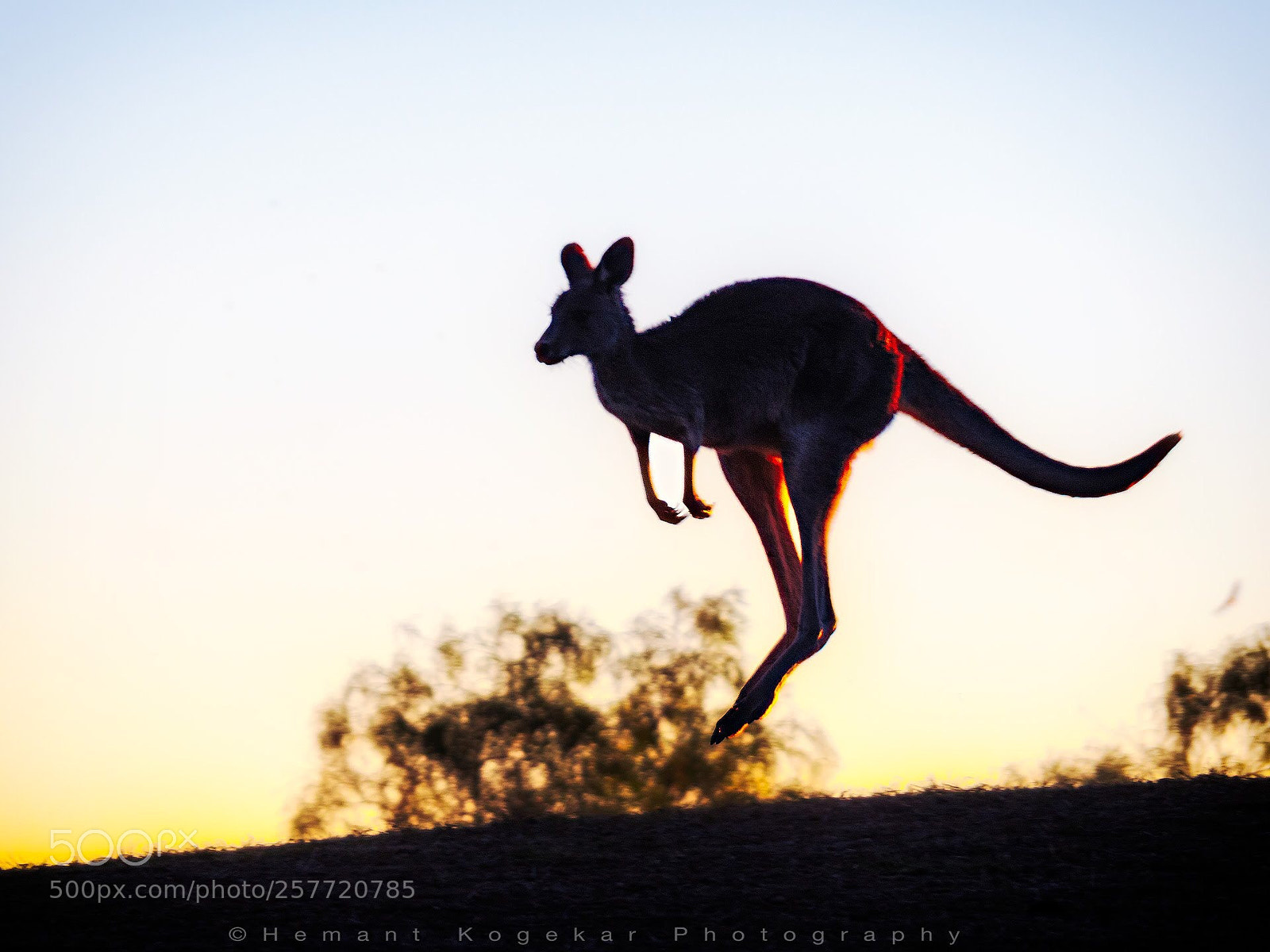 Olympus OM-D E-M5 II sample photo. Jumping kangaroo photography