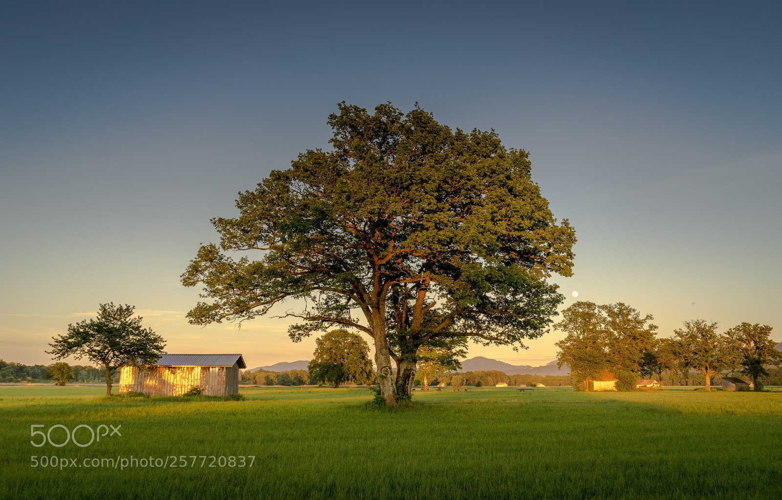 Sony a7 II sample photo. Lachsgang sunset stroll photography