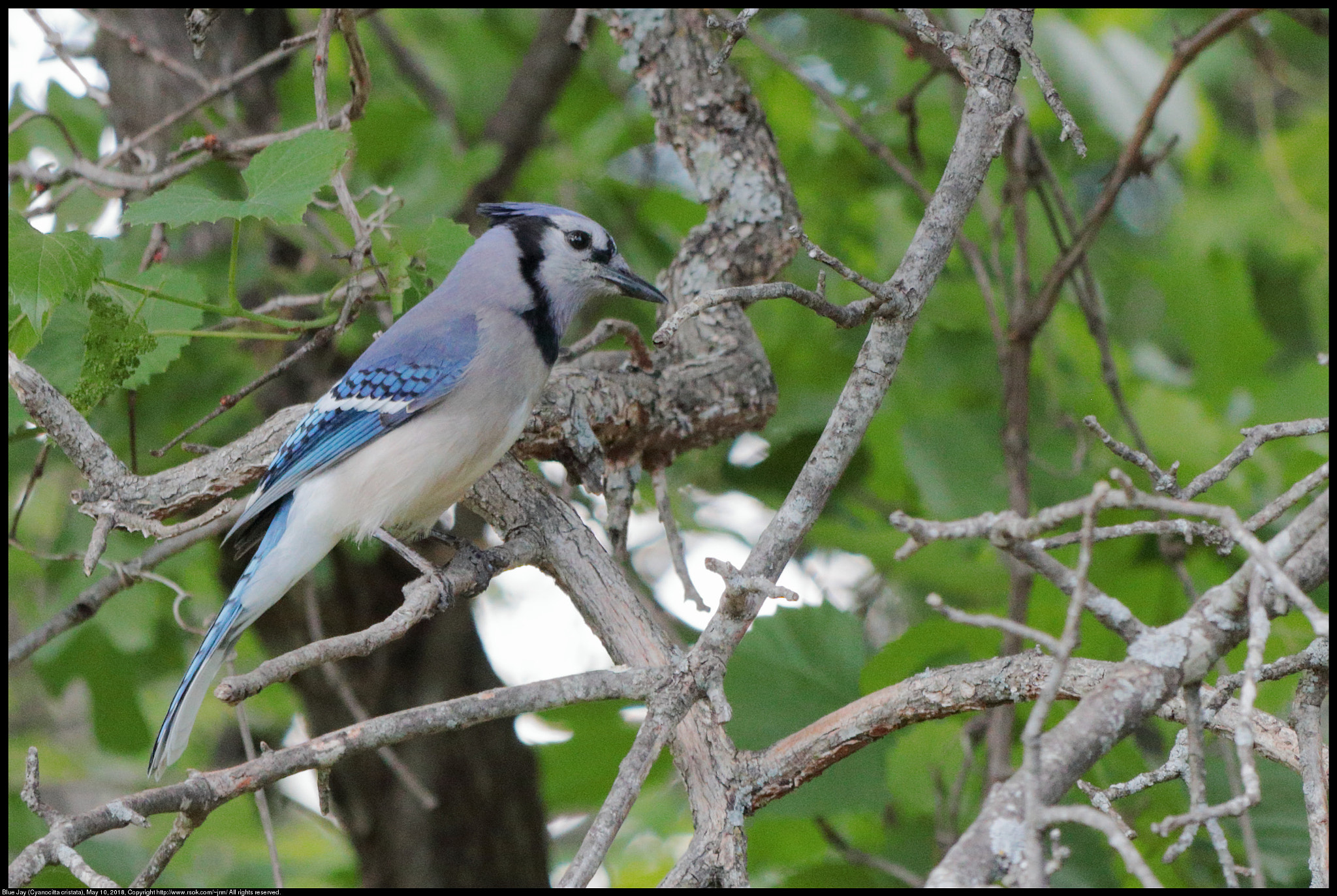 Canon EF 70-300 F4-5.6 IS II USM sample photo. Blue jay (cyanocitta cristata) photography