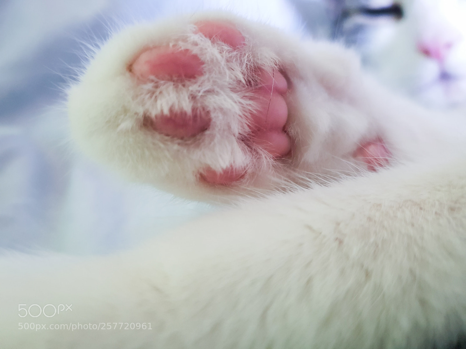 Samsung Galaxy S8 sample photo. Cute cat paw photography