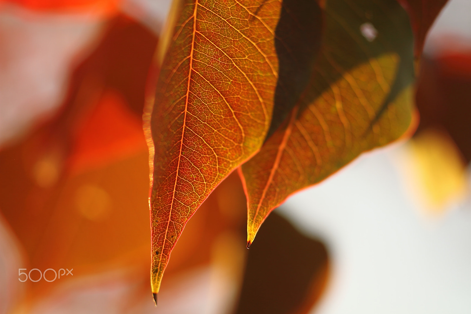 Canon EOS 7D + Canon EF 50mm F1.8 II sample photo. Autumn leaves photography