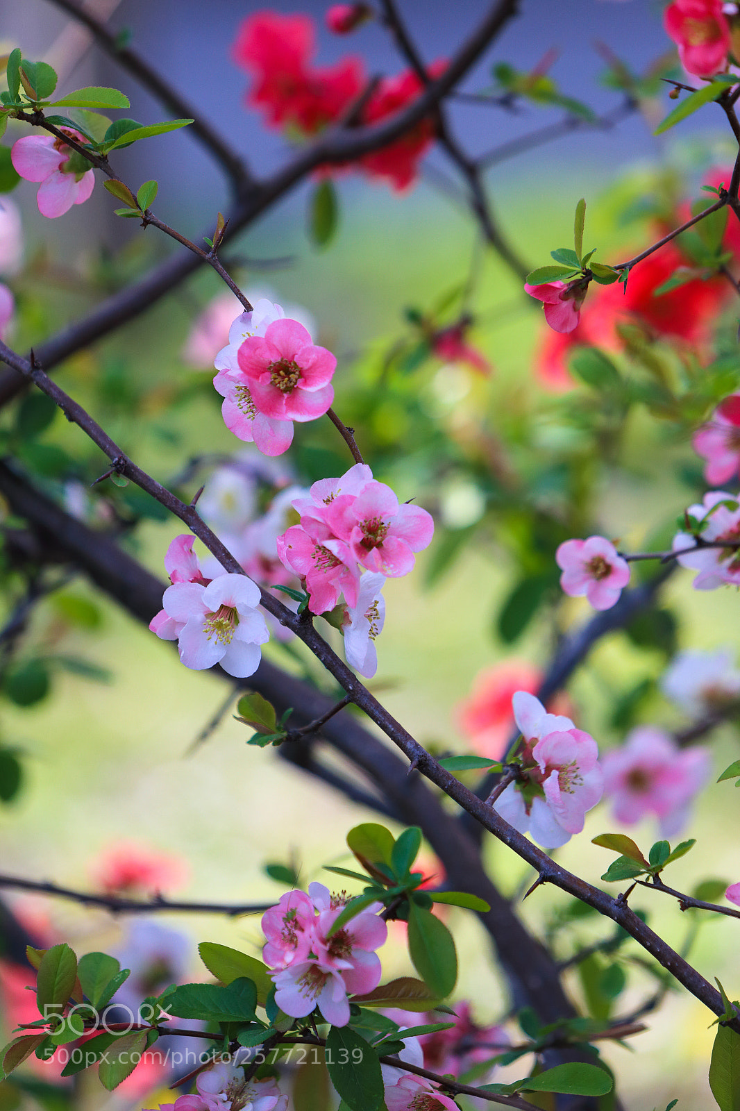 Canon EOS 6D sample photo. Spring colors photography