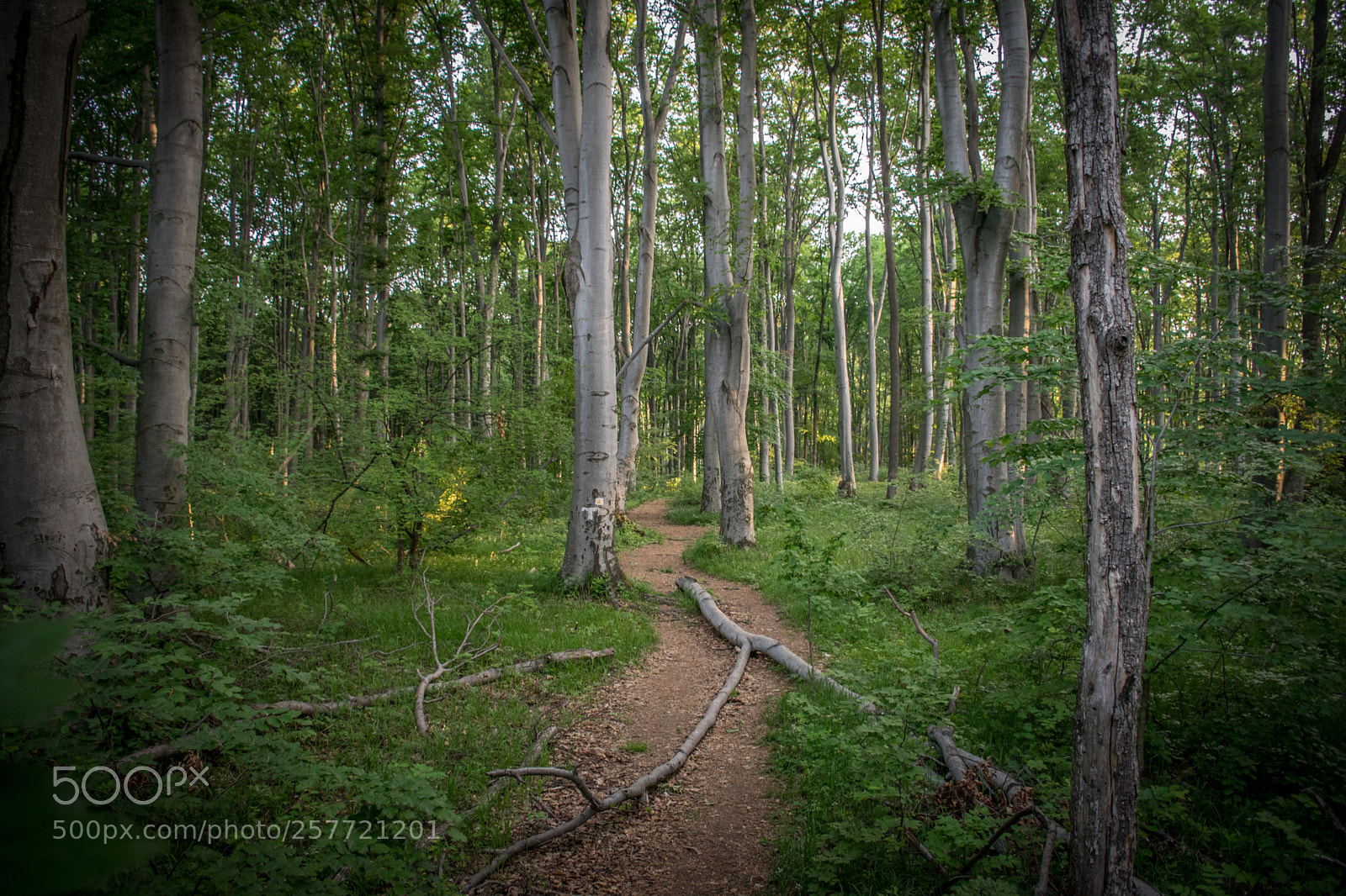 Nikon D5300 sample photo. Path in the forest photography