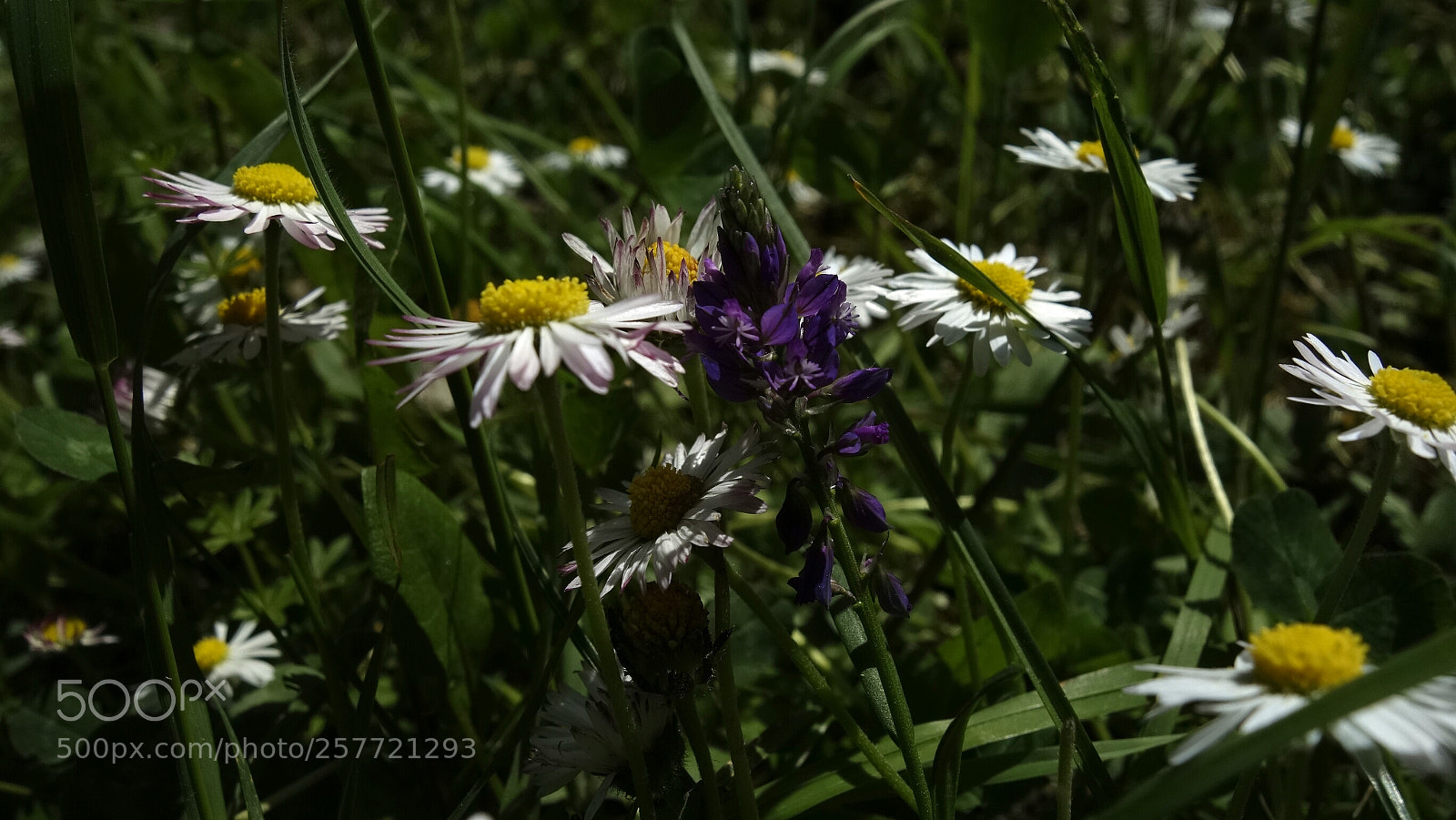 Sony Cyber-shot DSC-RX100 sample photo. The field flowers photography