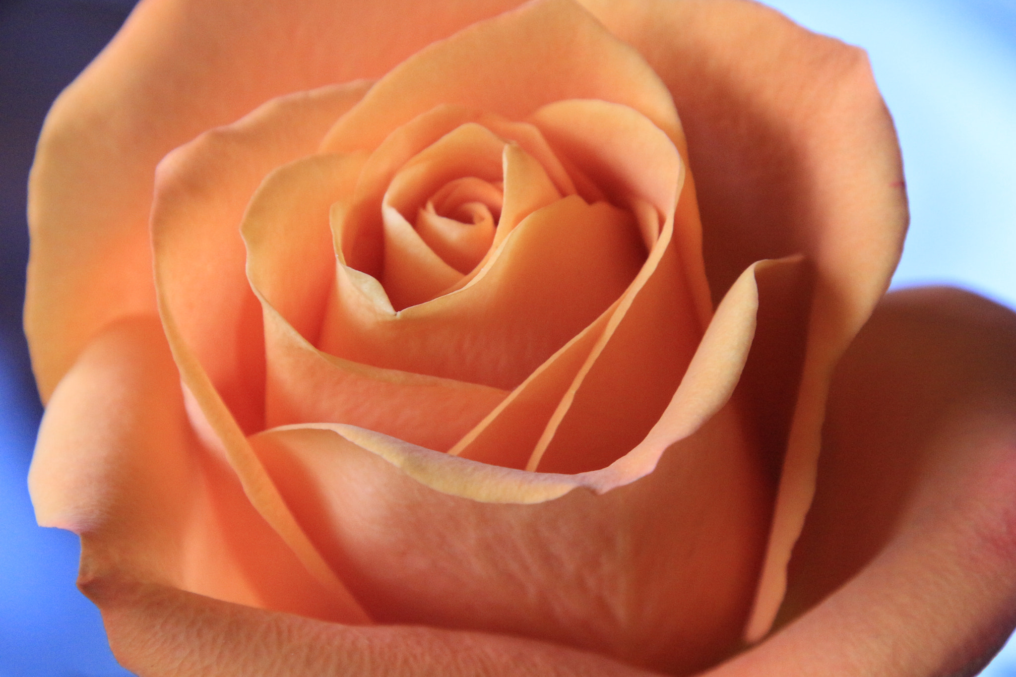 Canon EOS 700D (EOS Rebel T5i / EOS Kiss X7i) sample photo. Orange rose photography