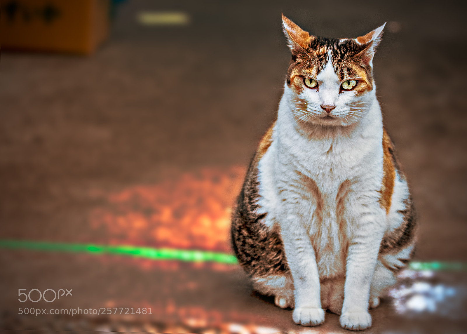 Nikon D7100 sample photo. Japanisse cat photography