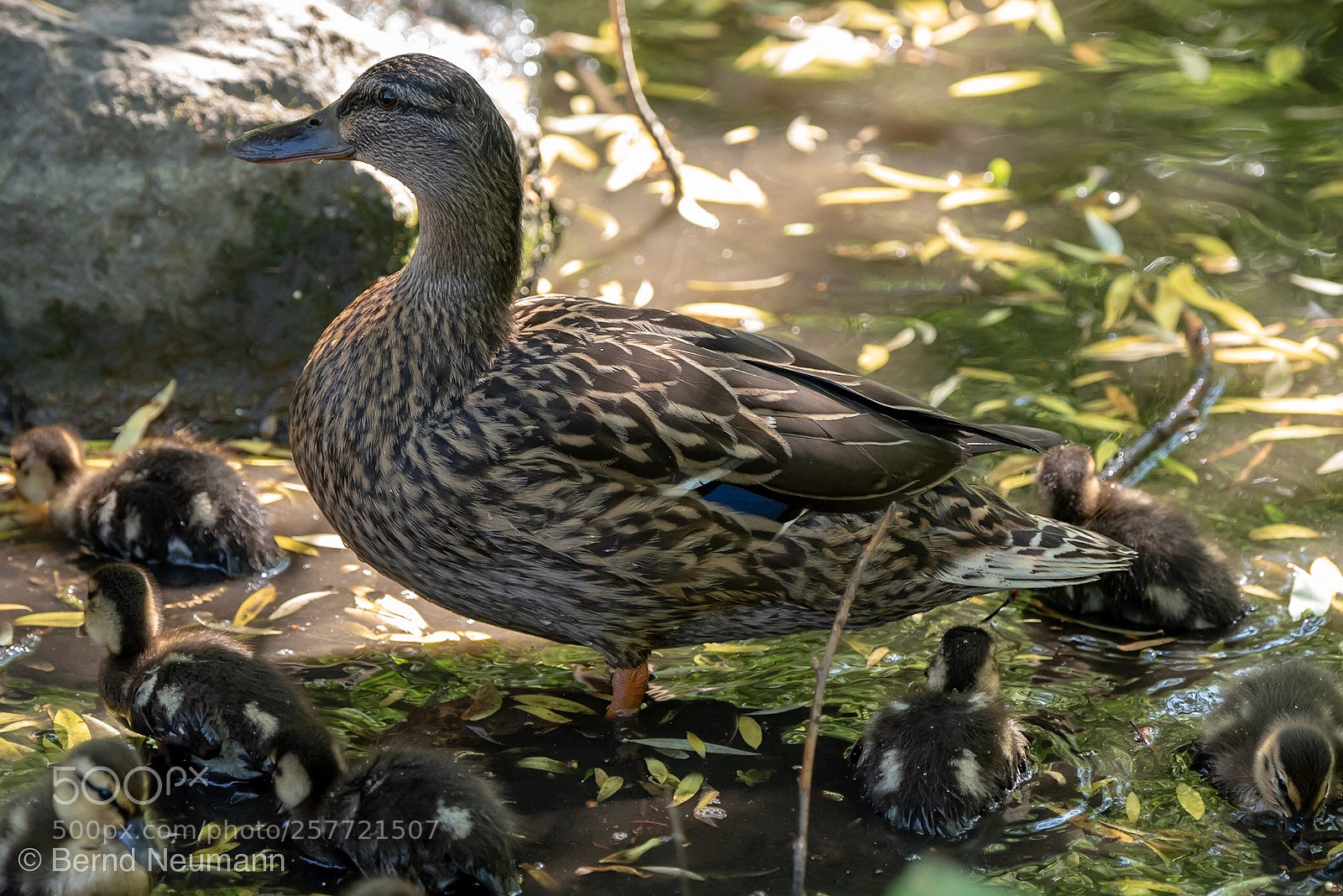 Nikon D750 sample photo. Mama photography