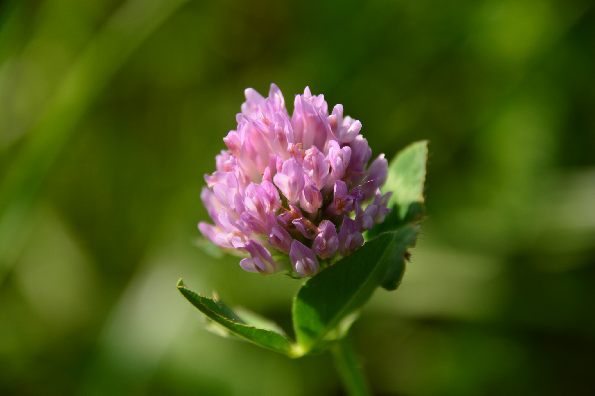 Nikon D3200 + Sigma 18-250mm F3.5-6.3 DC Macro OS HSM sample photo. The red clover photography