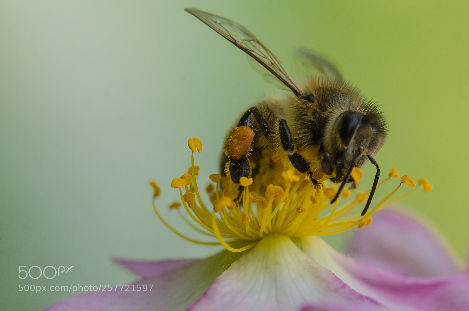Nikon D7000 sample photo. Bee at work photography
