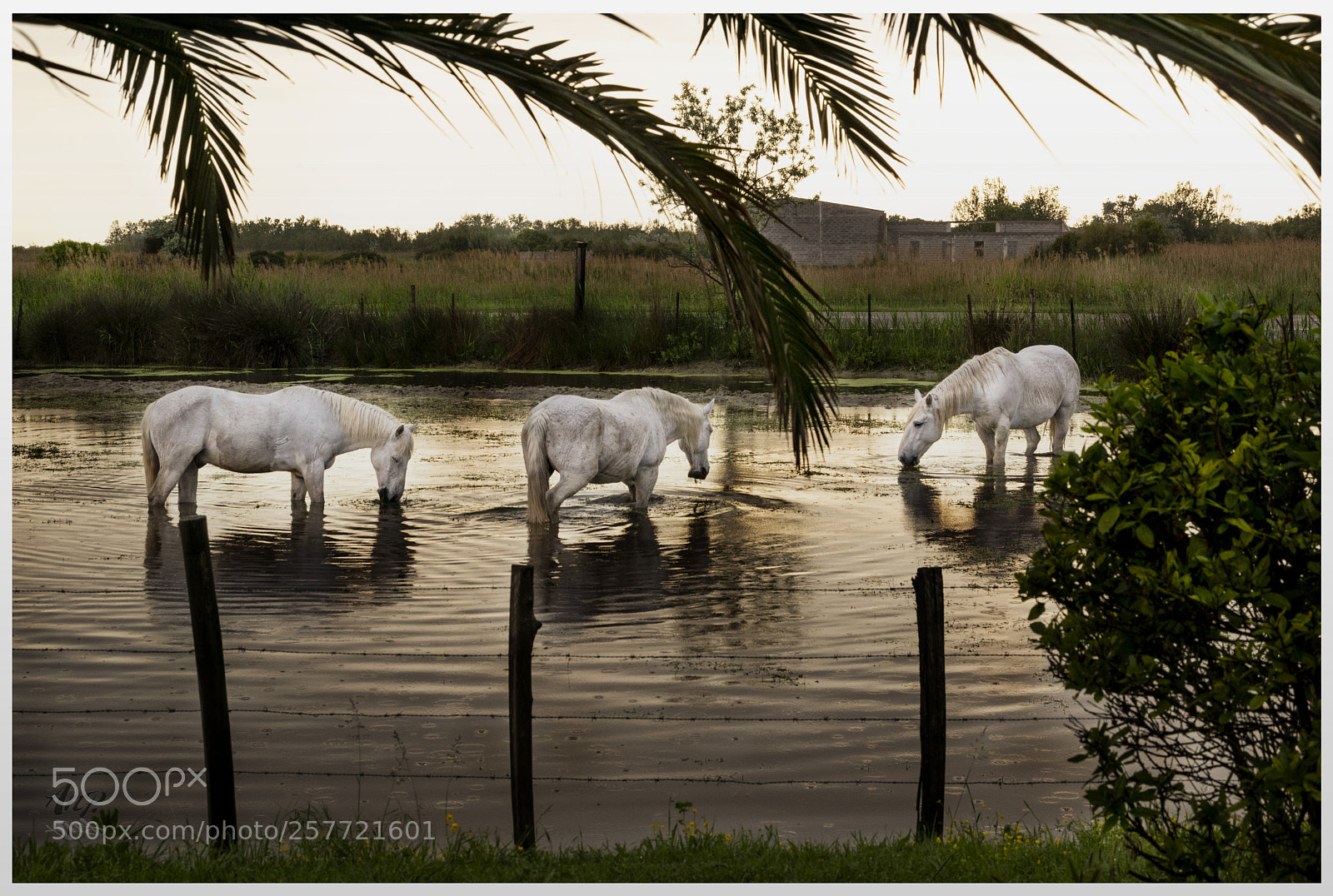 Pentax K-3 sample photo. Horses in camargue photography