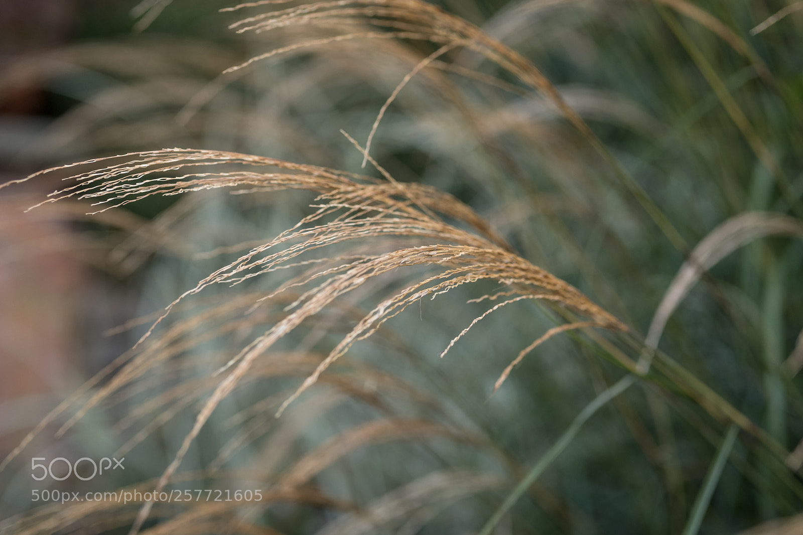 Fujifilm X-T2 sample photo. A blur of grass photography