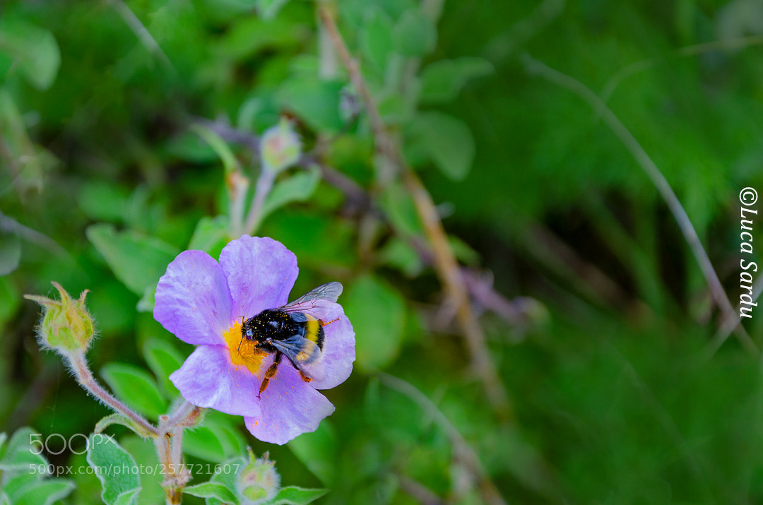 Nikon D7000 sample photo. Pollination photography