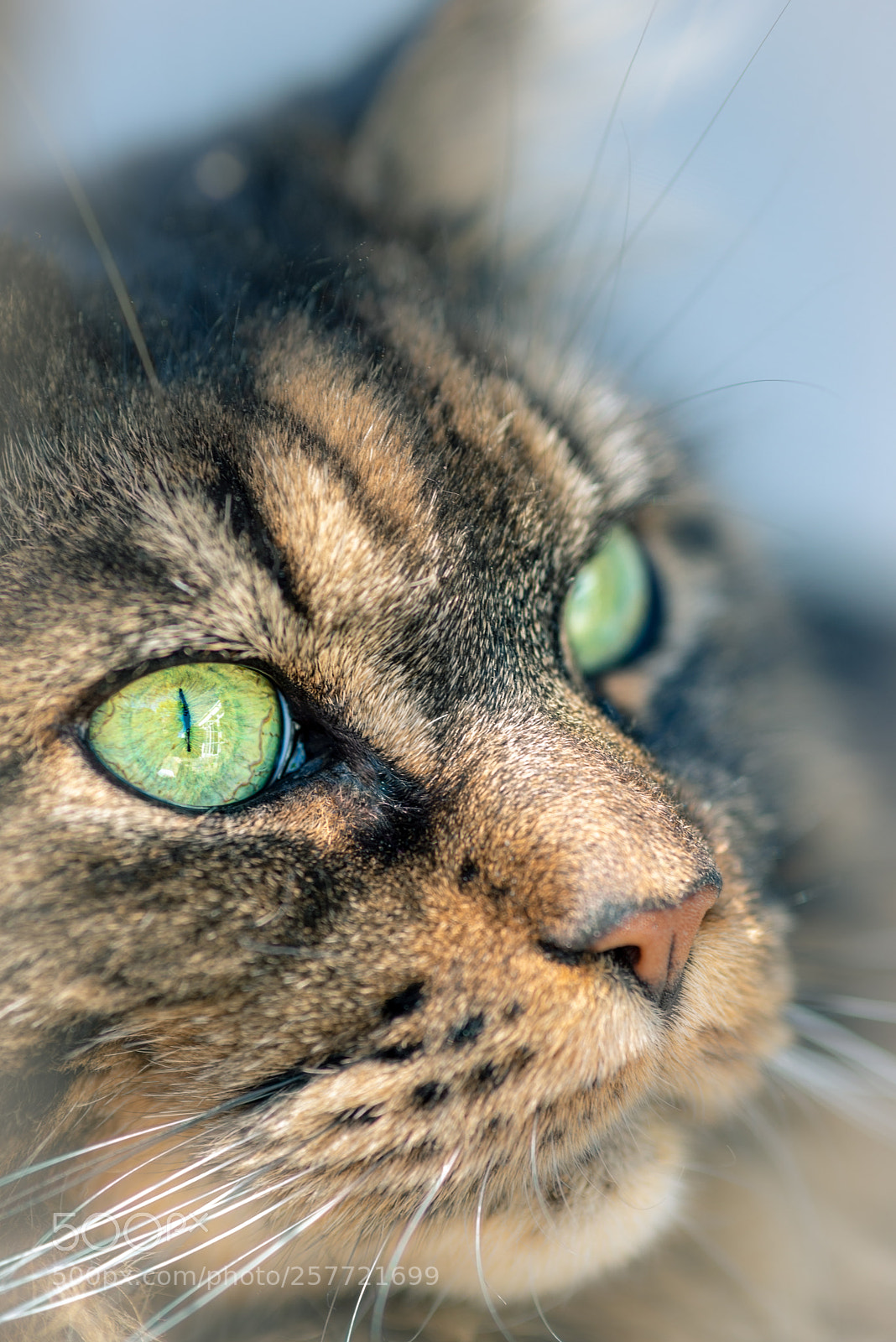 Nikon D610 sample photo. Furry & dreamy photography