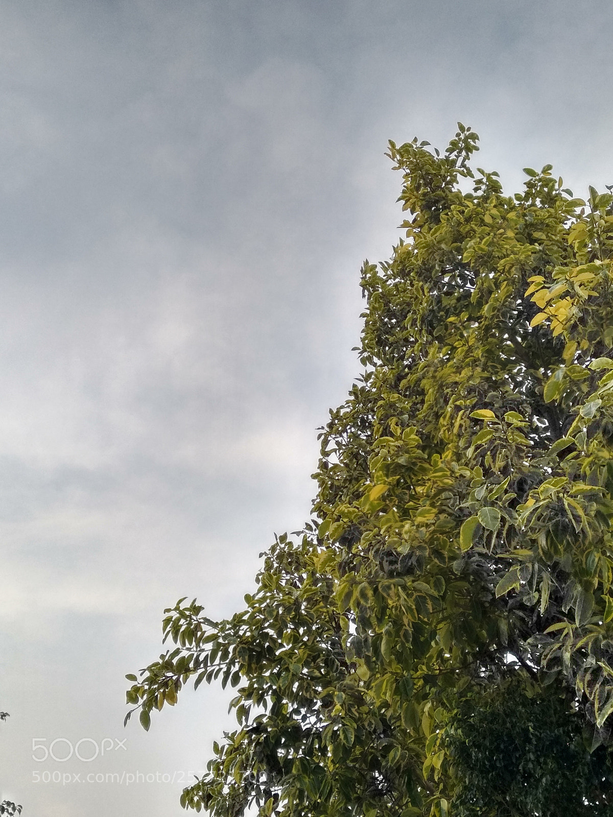Xiaomi Redmi Note 5 sample photo. Untitled photography