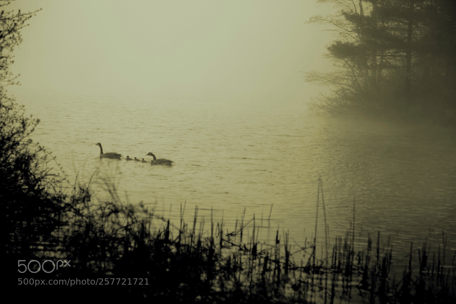 Canon EOS 5D Mark II sample photo. Paddling into the fog photography
