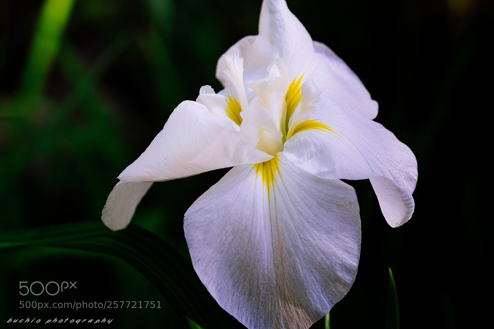 Olympus OM-D E-M1 Mark II sample photo. Japanese iris photography