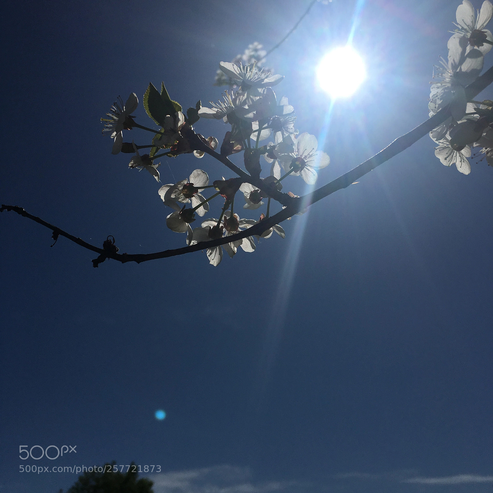 Apple iPhone 6s sample photo. Untitled photography