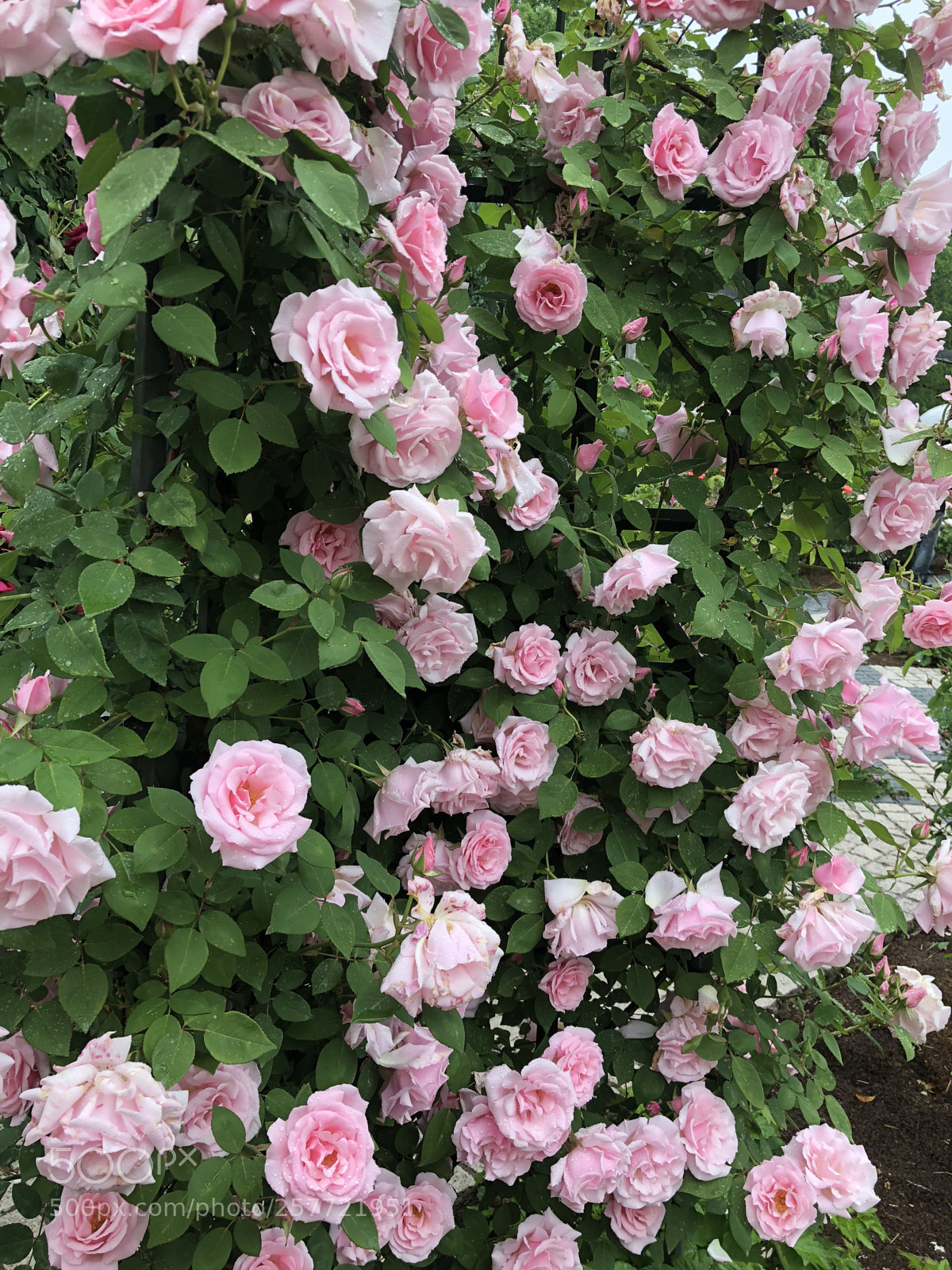 Apple iPhone X sample photo. Rose photography