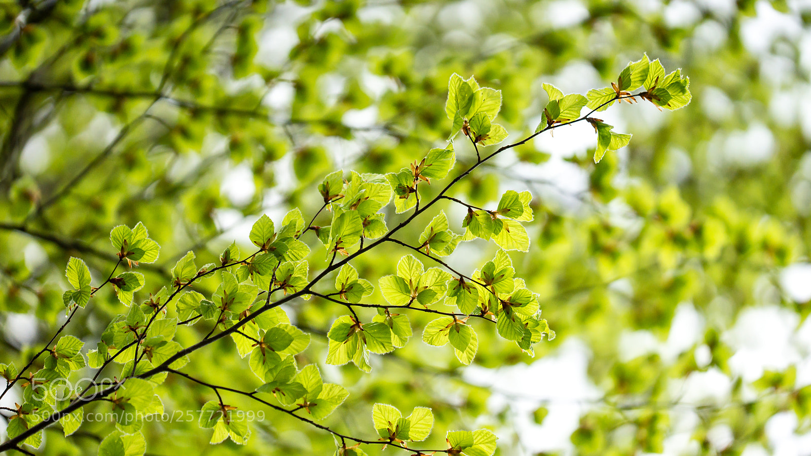 Sony SLT-A99V sample photo. Look up! photography
