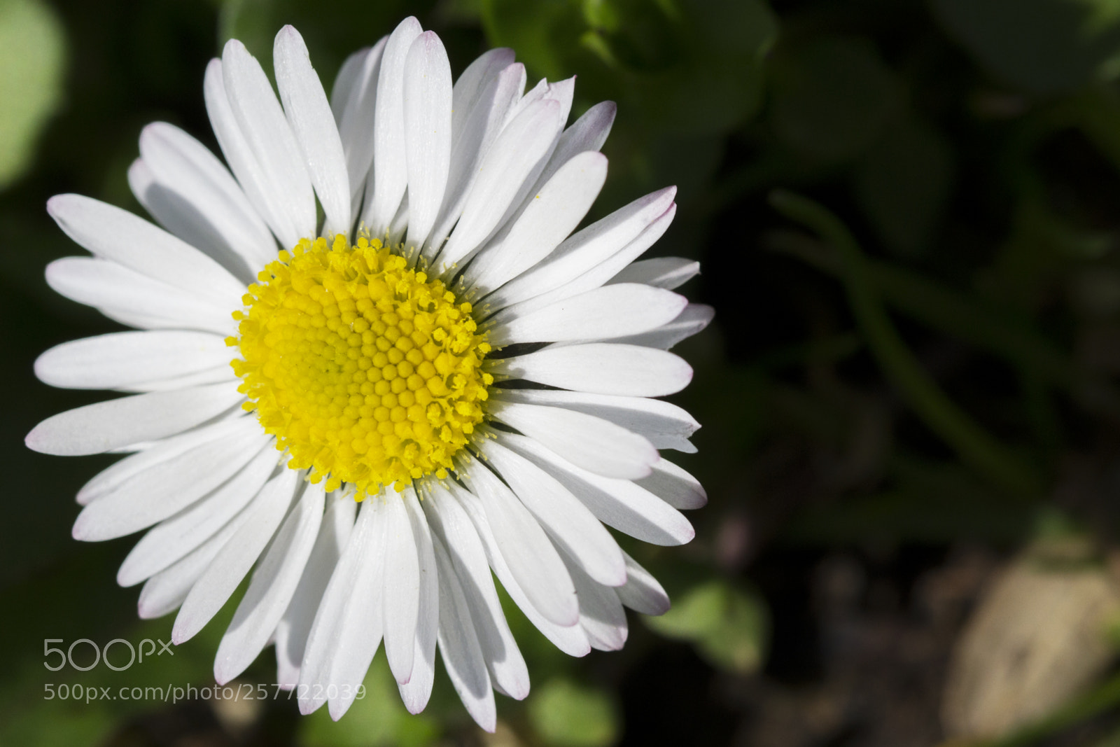 Nikon D3100 sample photo. Small daisy flower in photography